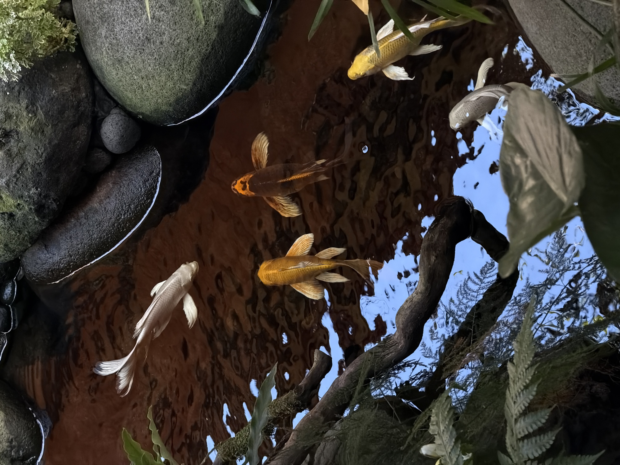 The image depicts a koi pond in North Kuta, Indonesia. Five koi fish of various colors (yellow, silver, and orange-brown) are visible in the water. The pond's edge is lined with smooth, dark grey stones, some covered in moss. Reflected in the water is a blue sky with foliage, including what appears to be a branch covered in moss and fern leaves. The water surface is rippled, creating distorted reflections.