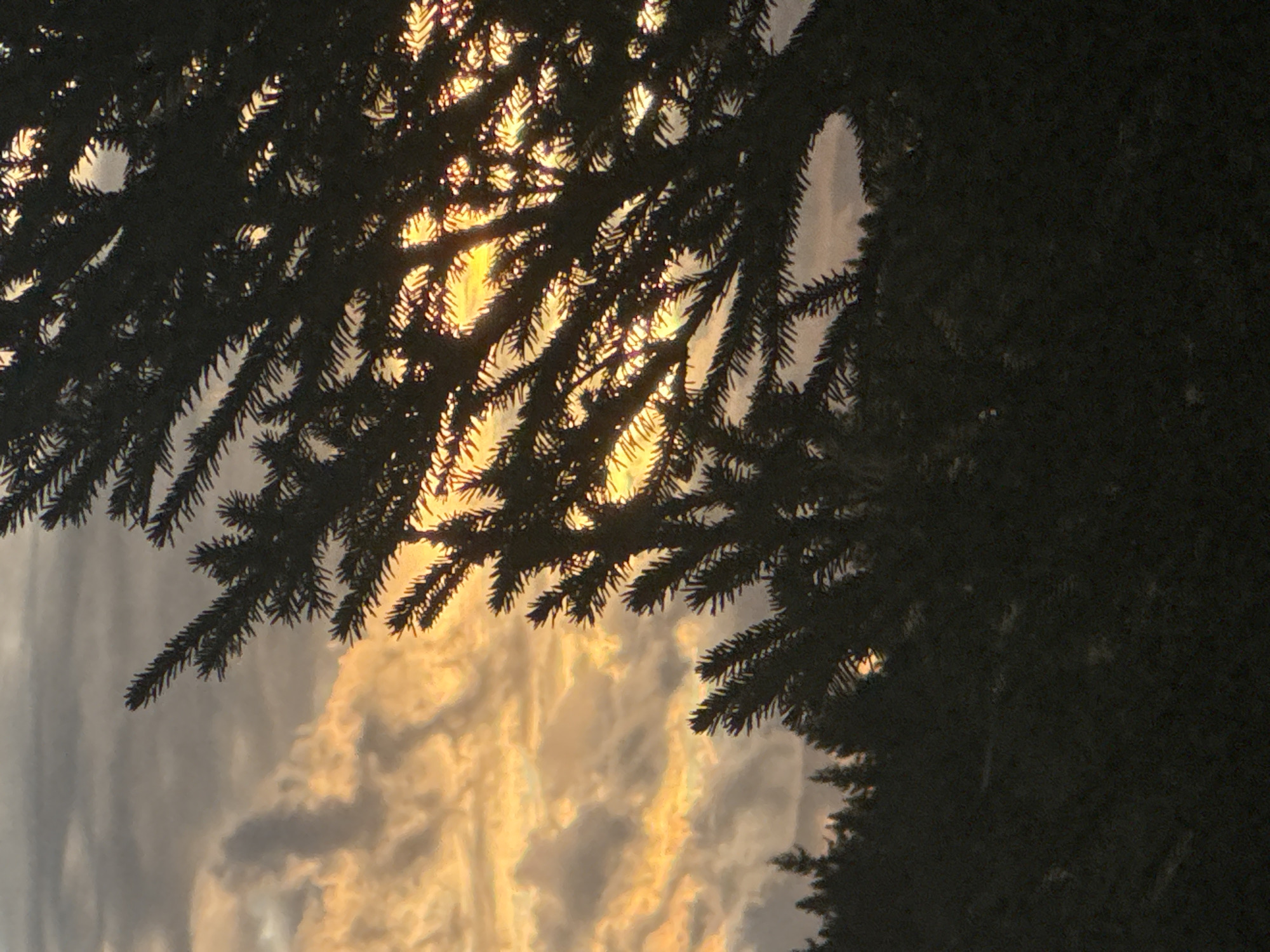 A close-up, silhouetted view of pine tree branches frames a sunset sky with dramatic clouds and the sun peeking through. The trees are dark against the vibrant orange and yellow hues of the sky. In the background, the dark silhouette of a forest stretches across the horizon. The scene is observed in the city of Greben'ki, Russia.