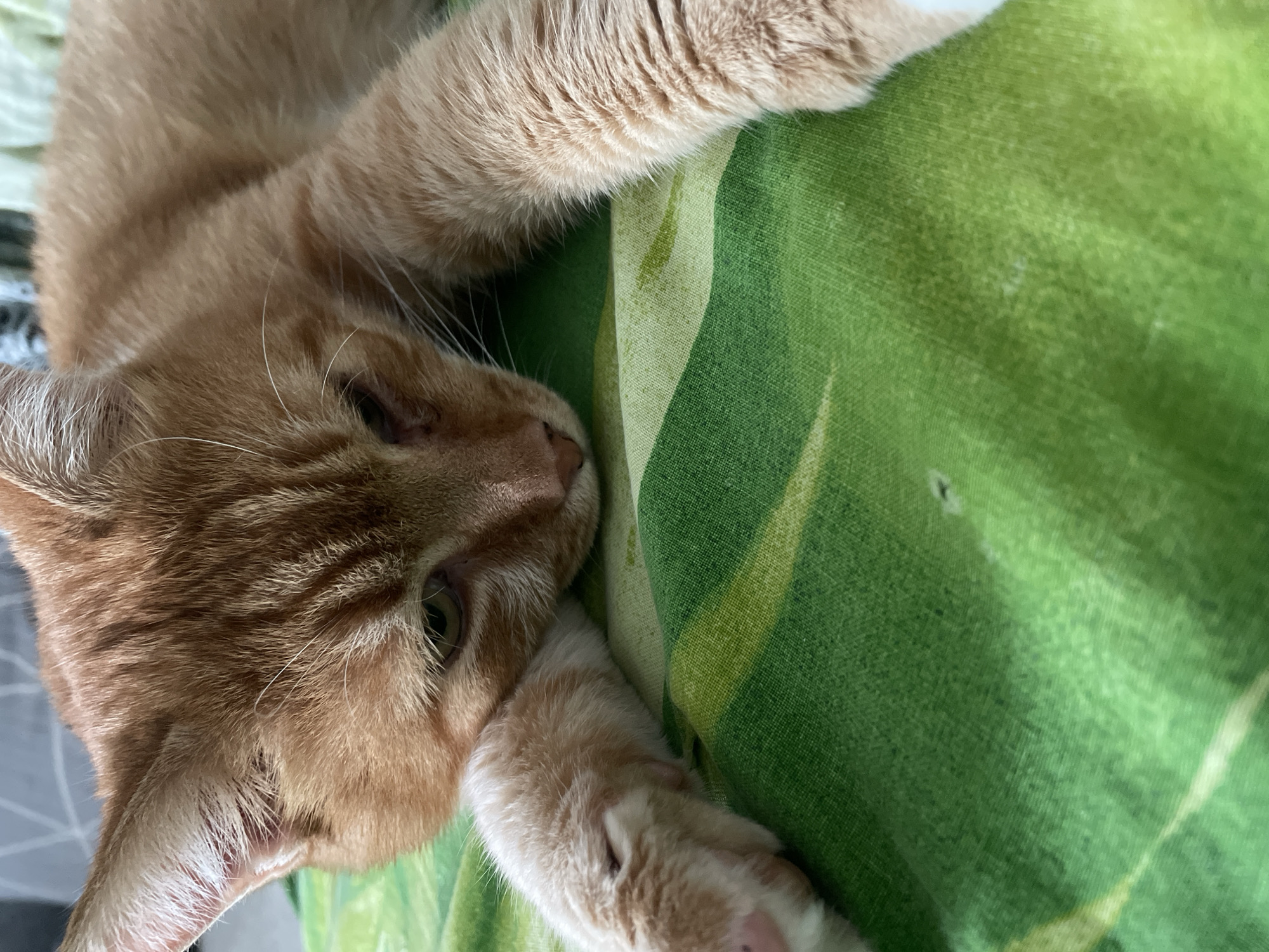 The image shows an orange tabby cat lying on a green patterned surface. The cat is positioned with its head and front paws near the lower left corner of the frame, extending towards the center. The background is a green fabric with lighter green and white patterns. There is no evidence to determine the city of Krasnodar, Russia in this image.