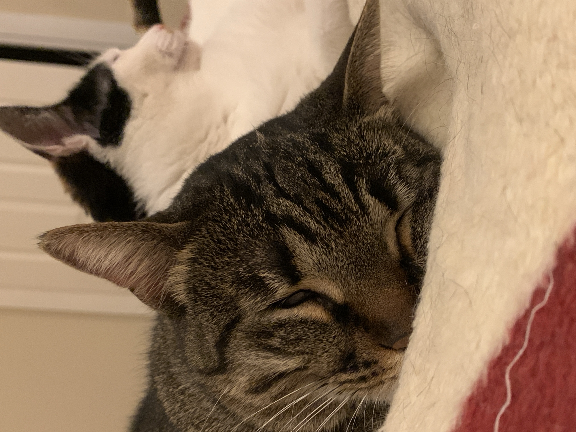 The image shows two cats resting. In the foreground, a tabby cat with brown and black markings is sleeping with its face nestled against a white and red blanket. Its eyes are closed, and its whiskers are visible. Behind the tabby cat, partially visible, is a white cat with black patches. Only its ear and part of its head are visible, and it appears to be upside down. The image appears to be taken indoors. The location of Fethiye, Turkey is not inferable from the image.