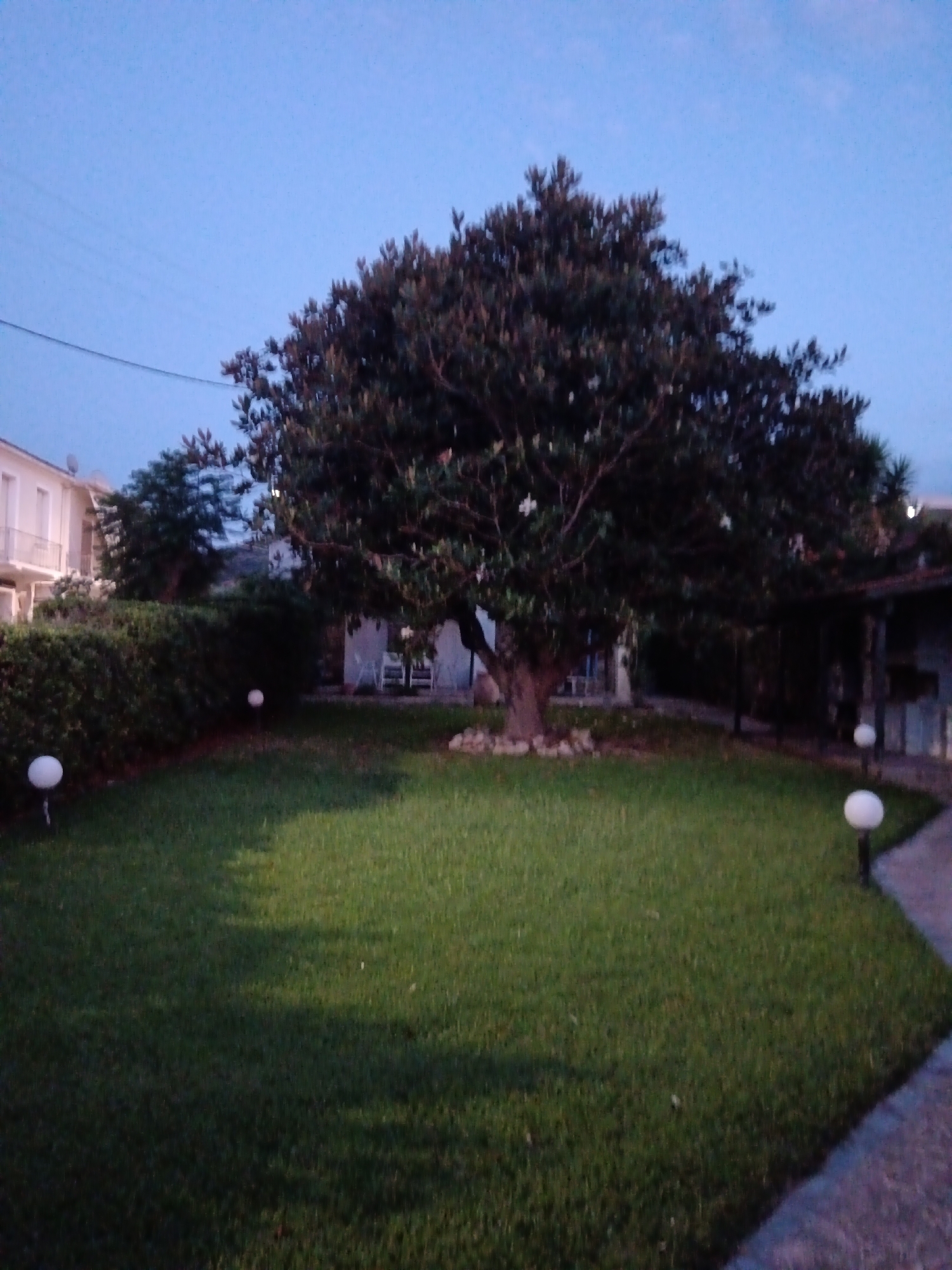 The image captures a garden scene at dusk in Municipal Unit of Vrachneika, Greece. In the foreground, a well-maintained green lawn is illuminated by several white globe-shaped garden lights. A paved pathway with a similar light fixture borders the right side of the lawn. Dominating the center of the image is a large, mature tree with dark foliage. Behind the tree, there are indications of buildings, including a white multi-story structure on the left with balconies, and a covered outdoor area with chairs visible beneath it to the right. A dense hedge runs along the left side of the property, separating the lawn from the building. The sky above is a clear, deep blue, indicating twilight. There are no people visible in the image.
