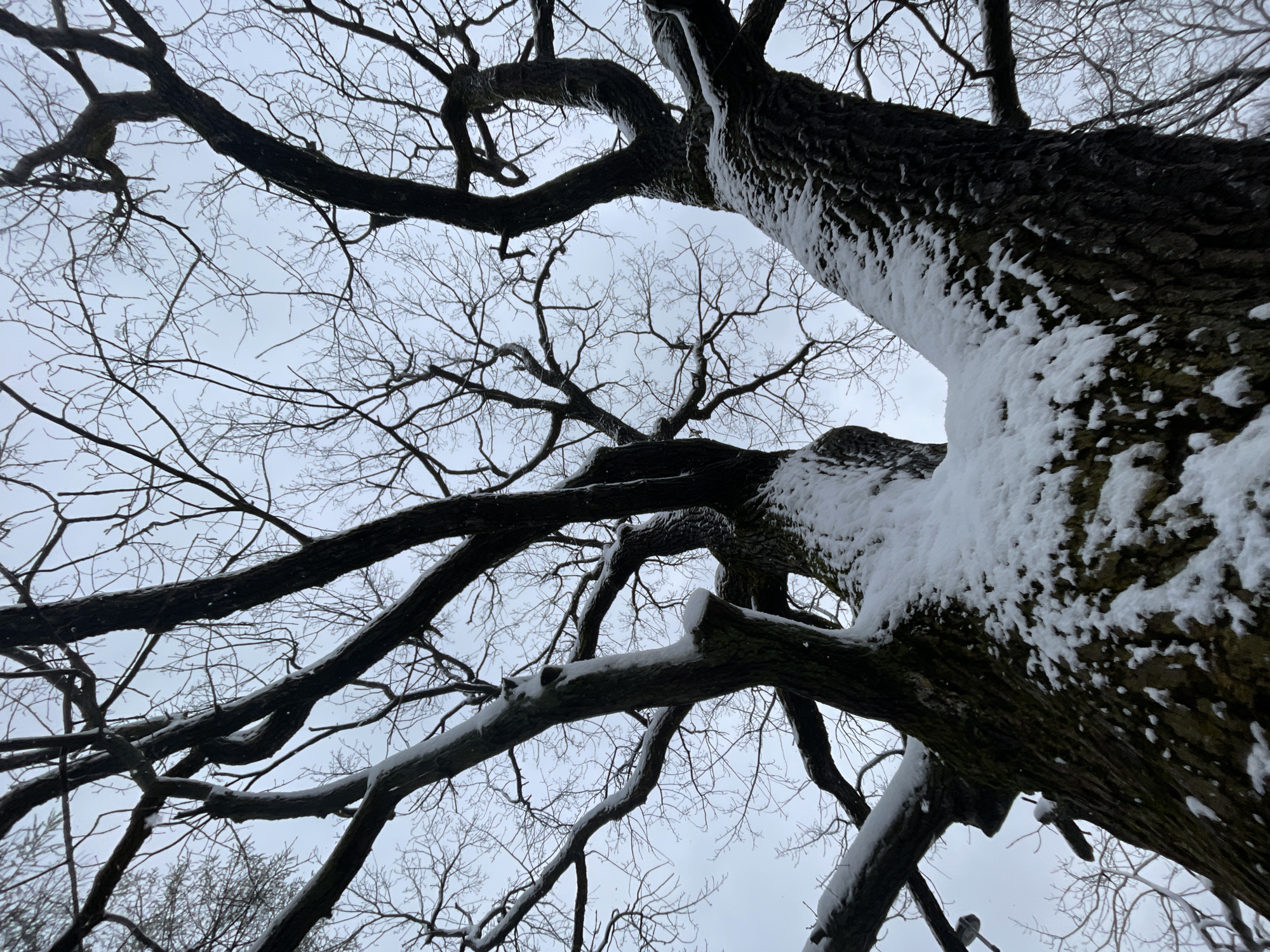 An upward-facing photograph captures the intricate, bare branches of a large tree against a muted, overcast sky during winter. The primary subject is a massive tree trunk and its thick, gnarled branches, which are generously covered in fresh white snow, particularly on their upper surfaces, creating a stark contrast with the dark bark. Numerous thinner, leafless branches extend across the frame, forming a dense, complex pattern against the grey winter sky.
The perspective from below emphasizes the tree's imposing scale and the weight of the snow clinging to its structure. The weather is clearly cold and snowy, indicating a winter setting. The sky is uniformly light grey, suggesting an overcast day with no direct sunlight. There are no people, animals, or artificial elements visible in the image. The scene conveys a sense of natural beauty and the serene quietness of a snowy winter landscape, likely in Moscow, Russia, given the location context. No visible text is present in the media.