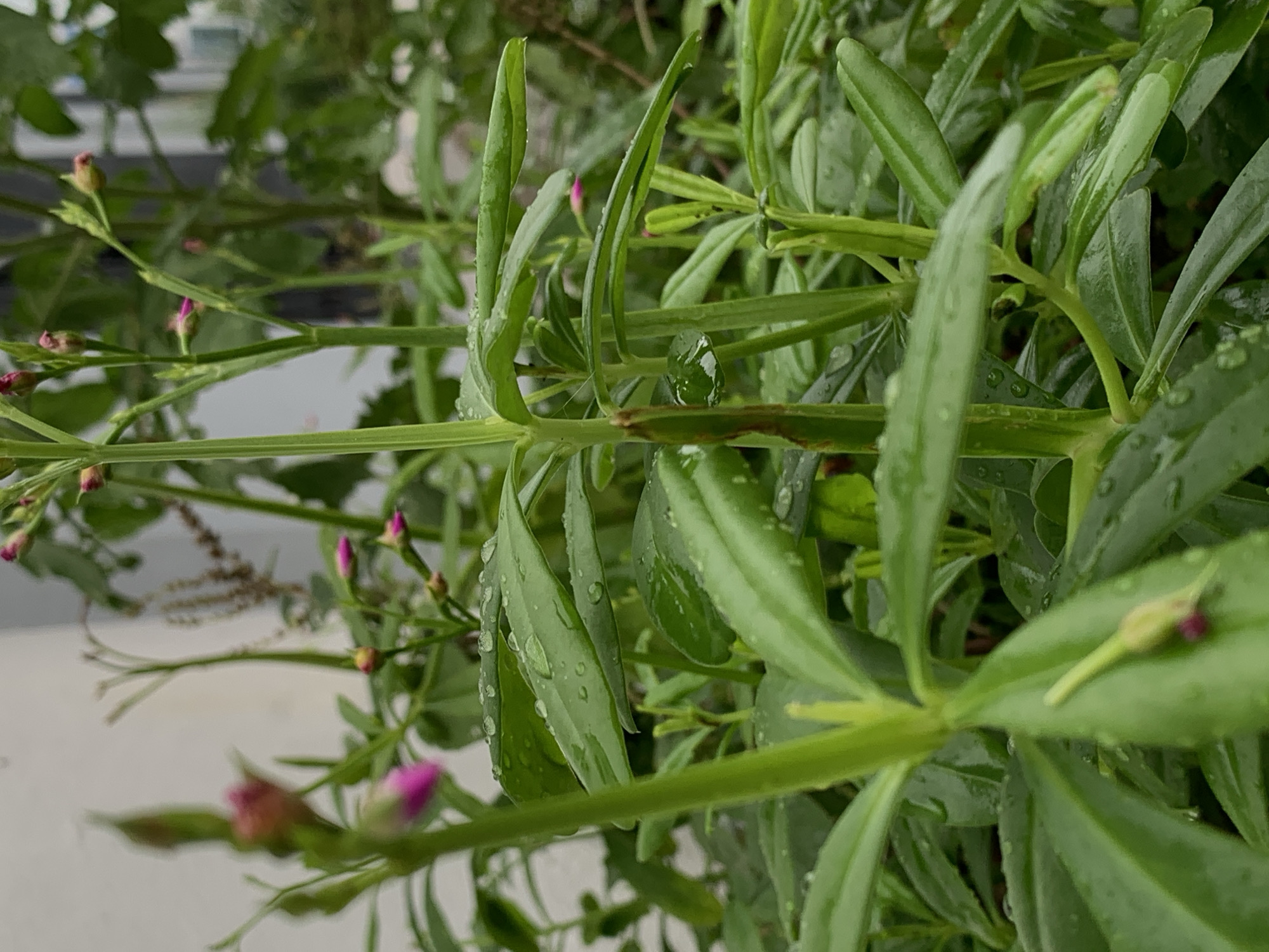 The image shows a close-up of a plant with green, lance-shaped leaves and small, unopened flower buds with pink tips. Water droplets are visible on the leaves, indicating recent rain or dew. The plant appears to be growing outdoors, potentially in a garden or on a balcony. The background is blurred, hinting at an urban environment but not providing specific visual details that confirm the location is Ibasa, Nigeria. The plant is the primary subject, with its leaves and buds dominating the frame. There are no people, actions, or interactions visible.