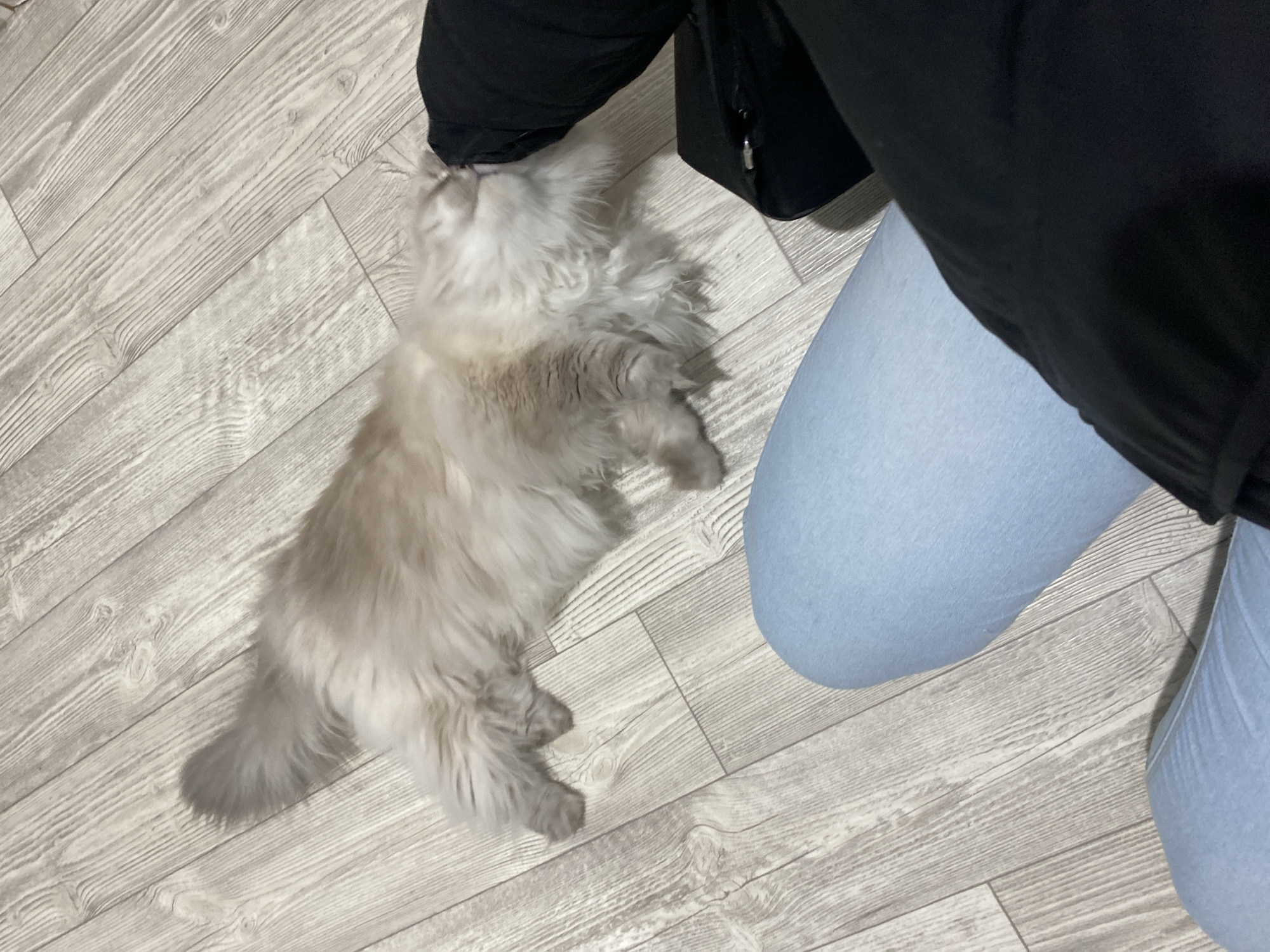 A long-haired, light gray cat lies on a light gray wood-grain floor. A person wearing light blue jeans and a black jacket stands next to the cat, with the cat nuzzling against the jacket. The location of the photograph is not discernible from the image. The action is petting.