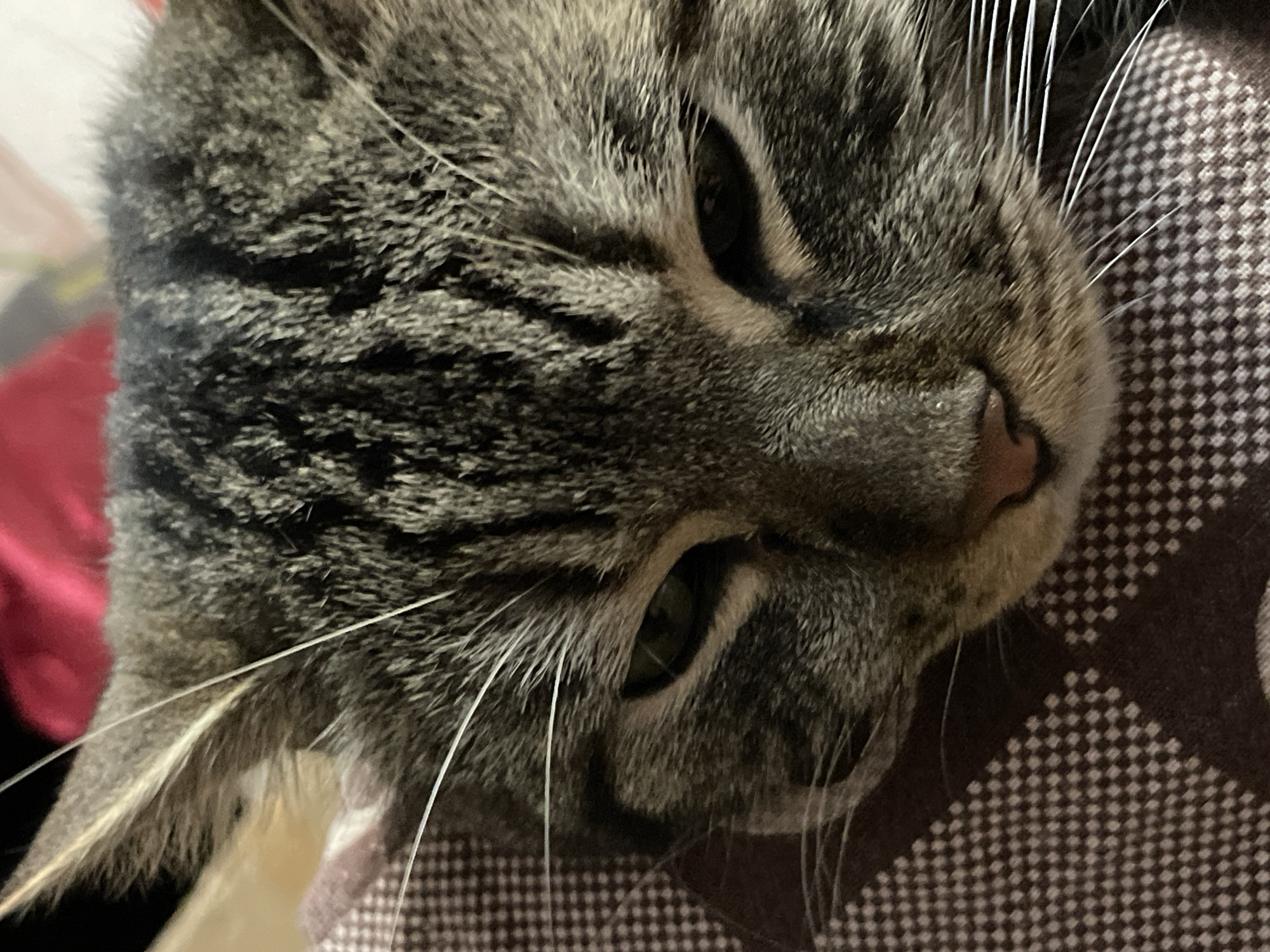 The image shows a close-up of a tabby cat's face. The cat is lying on a brown and white checkered surface, possibly a blanket or piece of furniture. The background is blurred, with hints of red and white. The cat's fur is a mix of gray, black, and brown stripes. Its eyes are partially closed, and its nose is pink. The image does not provide any information about its location in Cherkasy, Ukraine, or any other specific details about the scene.