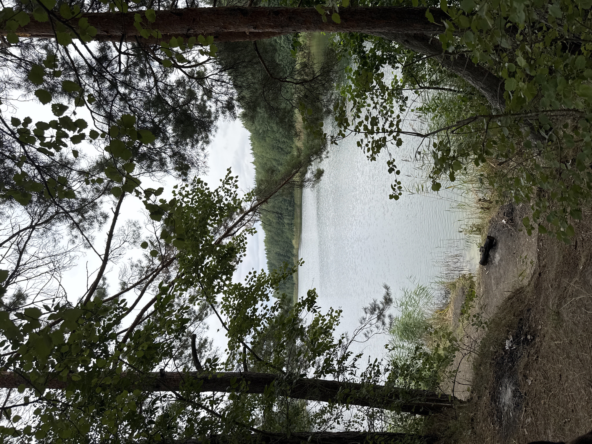 The image shows a serene lake scene framed by trees. The foreground is dominated by the earthy tones of the forest floor, with dry grass and pine needles. Two trees, one tall and slender, the other thicker and leaning, stand prominently on the left and right sides of the frame respectively. Their branches, adorned with green leaves, extend into the scene, creating a natural archway that leads the eye towards the lake.
The lake itself occupies the central portion of the image. Its surface is calm and reflects the overcast sky above, giving it a muted, silvery appearance. Along the far bank, a dense forest of green trees stretches across the horizon, creating a natural backdrop. The water's edge is lined with tall, reedy grasses, adding a touch of wildness to the scene. On the immediate shoreline, to the left, remnants of a campfire are visible, with ash and charred wood scattered on the ground. A single log rests on the right side of the shore, possibly also part of a fire pit.
The overall atmosphere is one of quiet solitude and natural beauty, suggesting a secluded spot away from urban bustle. The lighting indicates an overcast day, with diffused light that softens the colors and creates a peaceful mood. There are no people or animals visible in the scene.