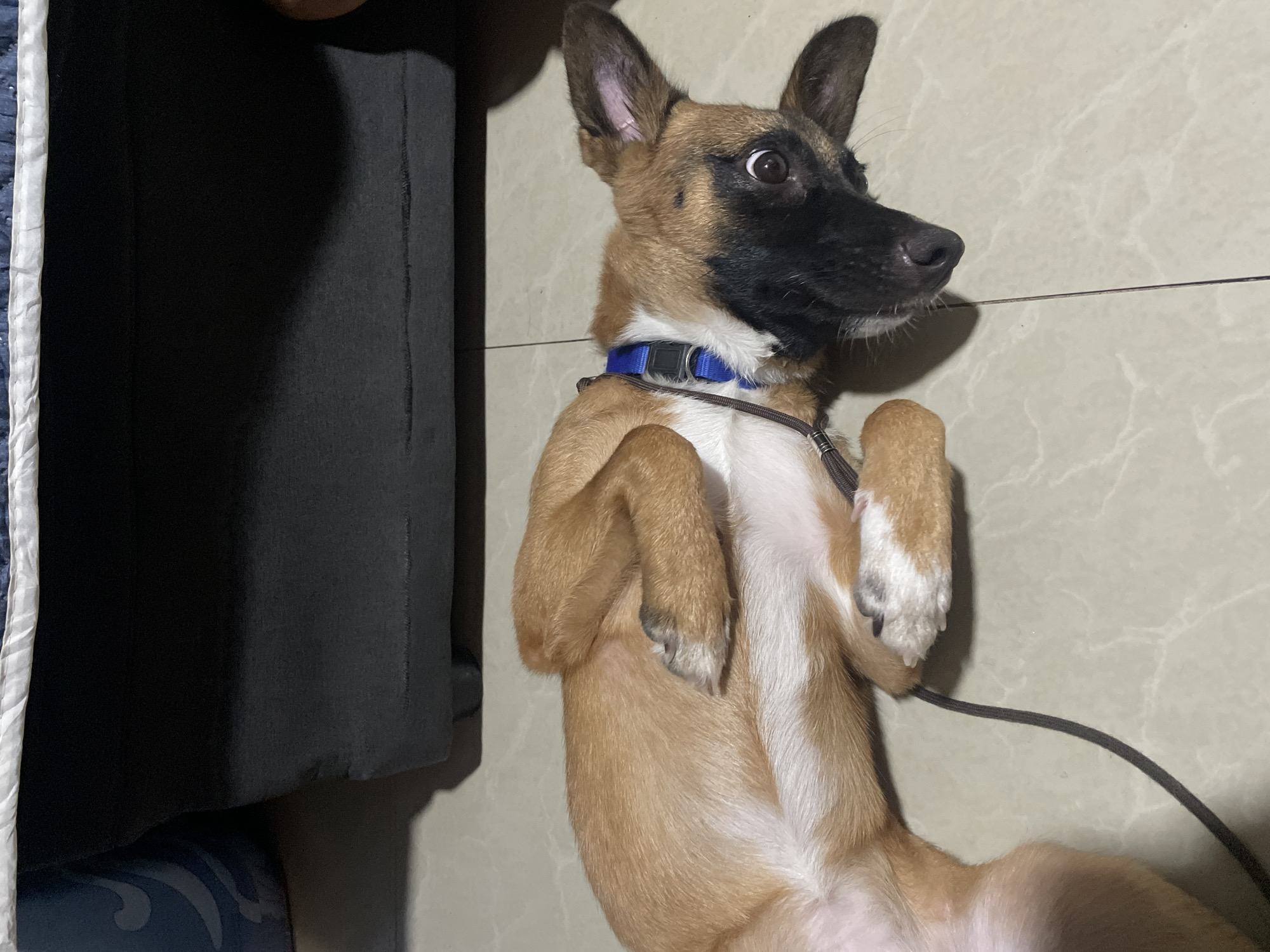 An indoor shot captures a young dog lying on its back on a light-colored tiled floor, with its paws positioned upward. The dog has a light brown coat with white markings on its chest and paws, and a black face mask. It is wearing a blue collar with a black leash attached. Behind the dog, a dark gray sofa is partially visible, suggesting an indoor residential setting. The overall lighting indicates it is daytime, likely in a home environment. The specific location in Davao City, Philippines, cannot be determined from the visual information provided in the image.