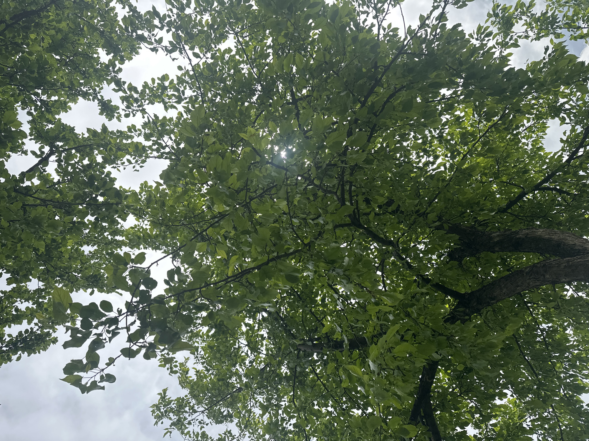 The image depicts a view looking up into the canopy of trees against an overcast sky. The location appears to be an outdoor area, possibly a park or wooded area, with the sky visible through gaps in the leaves and branches. There are no people visible in the image. The predominant elements are the dense foliage of the trees, the gray overcast sky, and the interplay of light and shadow created by the leaves. The exact location in the city of Unknown, Unknown cannot be determined from this image.