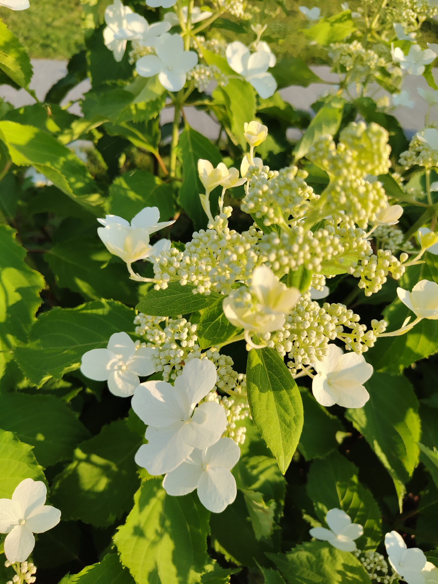 A close-up, slightly out-of-focus photograph captures a cluster of white hydrangeas in bloom, bathed in warm, golden sunlight. The blossoms, with their delicate, petal-like structures, are interspersed with numerous small, unopened buds, creating a textured and abundant display. Lush green leaves form a vibrant backdrop, with some leaves catching the light and casting shadows. The overall impression is one of natural beauty and gentle illumination. The image does not contain any identifiable landmarks or features that would indicate a specific location within the city of Perm, Russia. The scene is devoid of any people or animals.