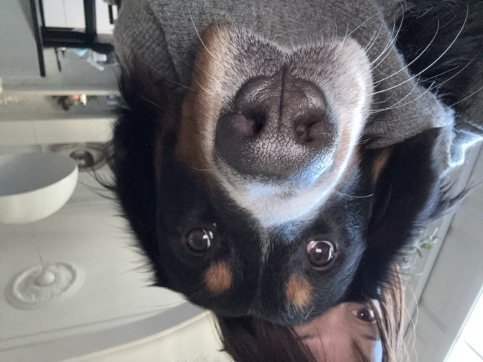 The image presents a close-up portrait of a tricolored Bernese Mountain Dog, held by a person, within an indoor setting in Barcelona, Spain. The dog's head occupies the majority of the frame, featuring black fur with tan markings above its eyes and on its cheeks, and a white blaze extending down its snout. Its dark, textured nose is centrally positioned, with long white whiskers protruding outwards. The dog's dark eyes, reflecting ambient light, are directed towards the viewer. Partially visible above the dog's head are the eyes, forehead, and dark hair of the individual holding it. A grey, woven fabric, likely an article of clothing, is visible around the dog's lower jaw and neck, indicating close physical proximity to the human. The background features a white ceiling with a decorative rosette. A white, hemispherical pendant light fixture is visible on the right. Further back, blurred white shelving units display various small objects, and a portion of a dark-backed chair is visible in the lower right.