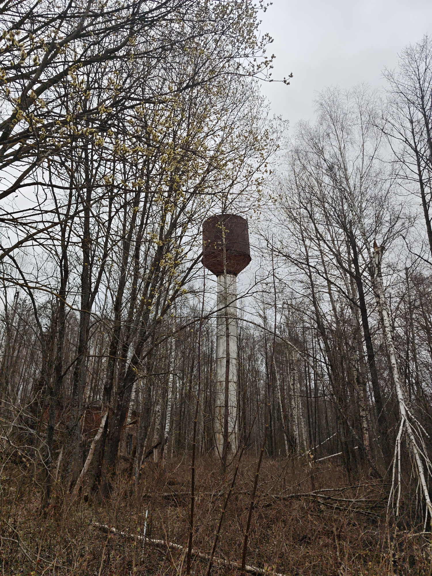 The image shows an overgrown area, with a water tower located in the background, surrounded by many tall, thin trees. Some trees are bare, while others have budding leaves. The forest floor is covered in dead leaves and small branches. The sky is overcast. The location is Nadezhdino, Russia. There are no people visible in the image.