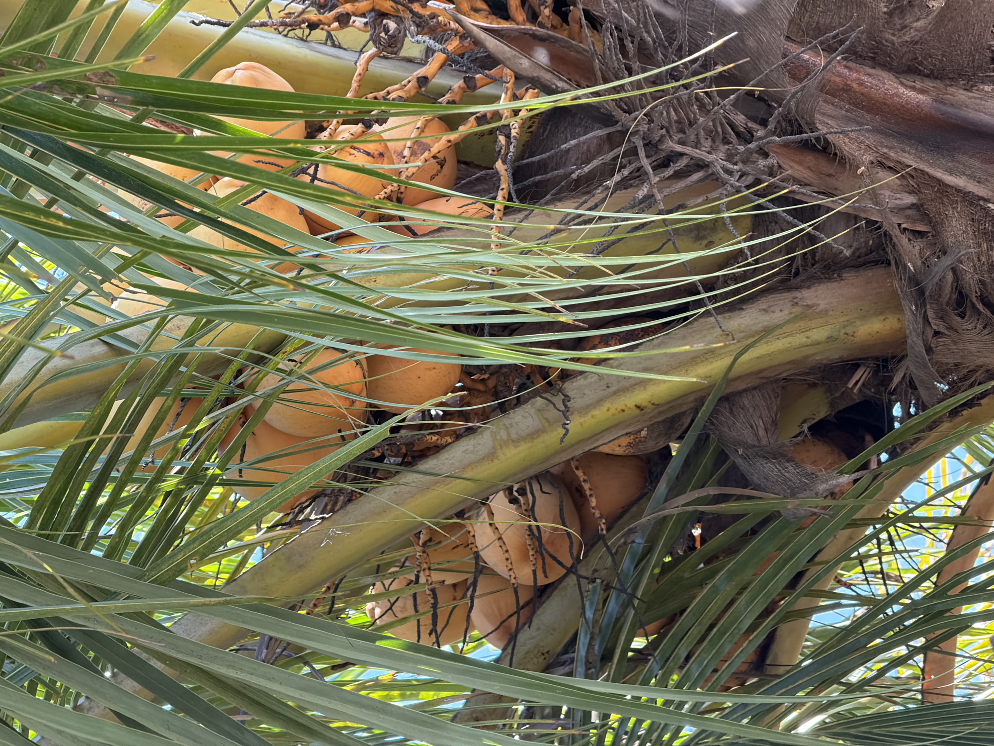 The image shows a cluster of young, orange coconuts growing on a palm tree. The coconuts are partially obscured by the tree's green fronds. The scene appears to be outdoors, under natural sunlight, suggesting a tropical environment. The rough, fibrous texture of the palm tree trunk is visible, along with some brown, dried fronds. The background hints at a bright sky, possibly blue, indicating it is daytime. There are no people visible in the image, nor any discernable actions or interactions. The focus is solely on the coconuts and the palm tree. This image could have been taken in a natural setting or a cultivated area such as a park or garden in Kubu, Indonesia, a region known for its tropical climate and coconut palm trees.
