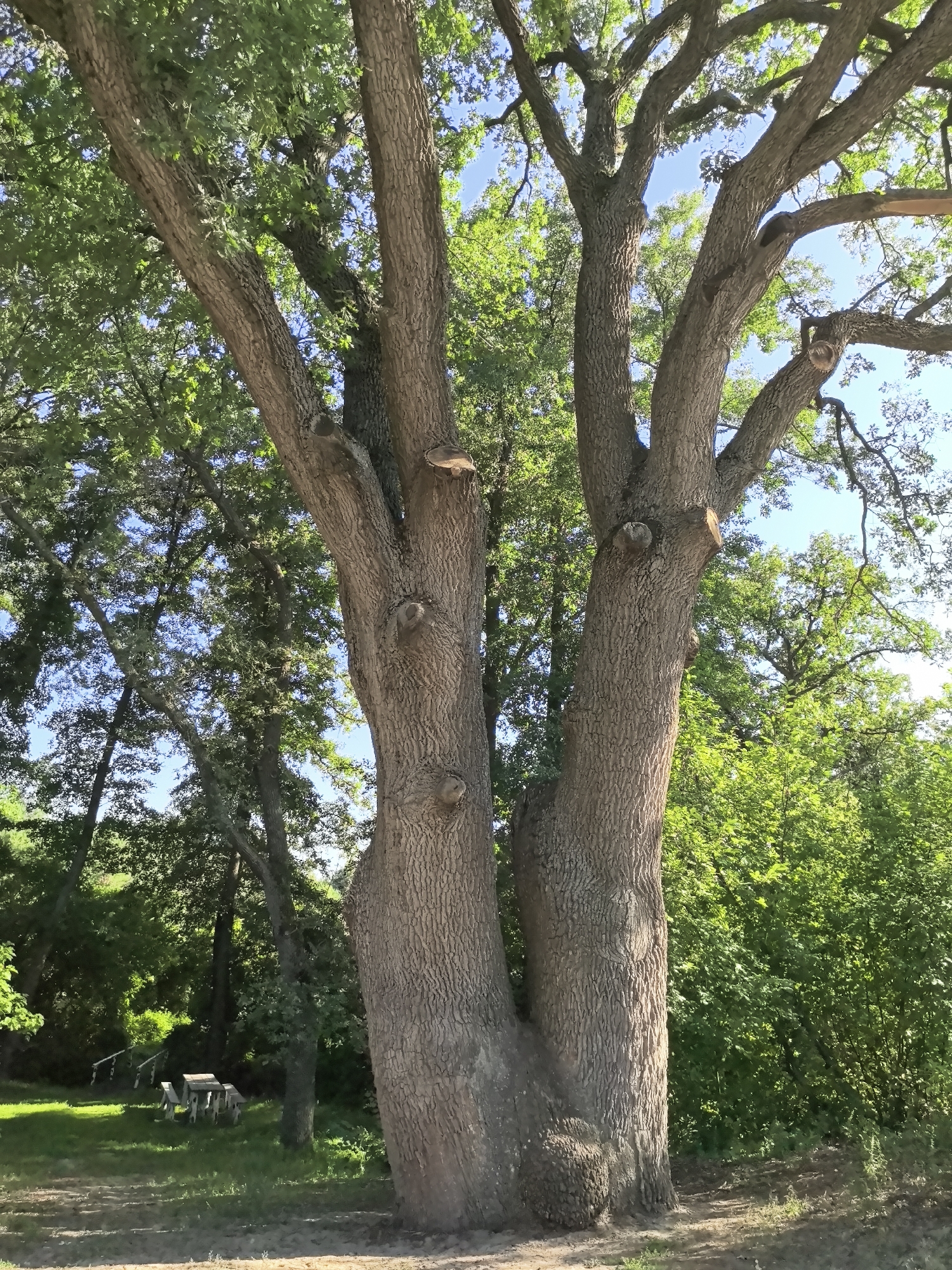 In the city of Gorokhovskii, Russia, a large, mature oak tree with a thick, textured trunk dominates the foreground. The trunk splits into multiple sturdy branches, some of which have visible signs of pruning, indicated by clean cuts on the limbs. Lush green foliage from the oak and surrounding trees creates a dense canopy overhead, with patches of bright blue sky visible through the leaves. To the left, a patch of green grass leads to a picnic table with benches, appearing to be made of wood. In the background, more trees and vegetation form a natural, wooded environment. The ground in the immediate foreground is a mixture of dirt and sparse grass, suggesting a park or natural area.