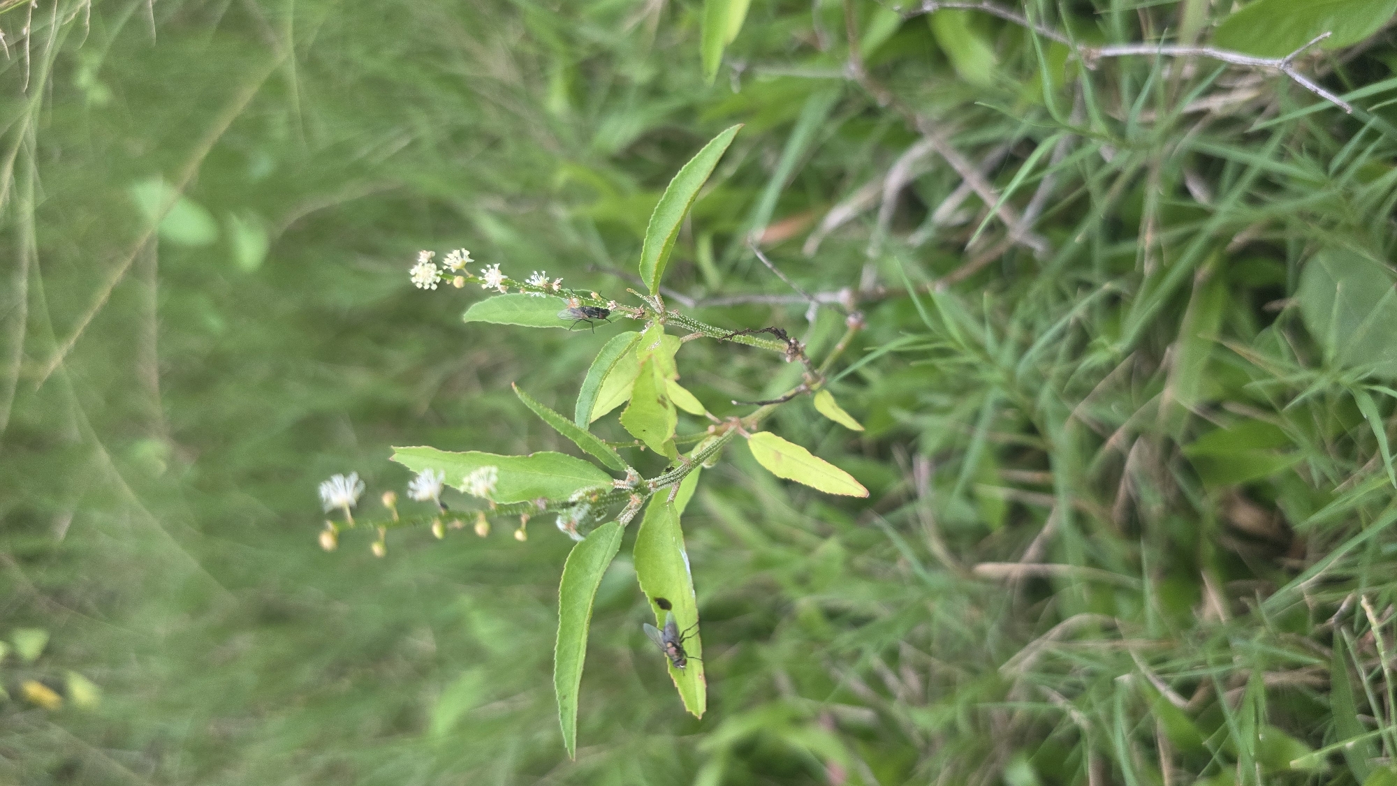The image shows a plant with green leaves and small white flowers, set amongst other foliage in what appears to be a grassy area. Two small flies are visible on the plant's leaves. The background is a mix of green vegetation, suggesting a natural or uncultivated setting. Specific details about the location in Lhokseumawe, Indonesia, are not discernible from the image.