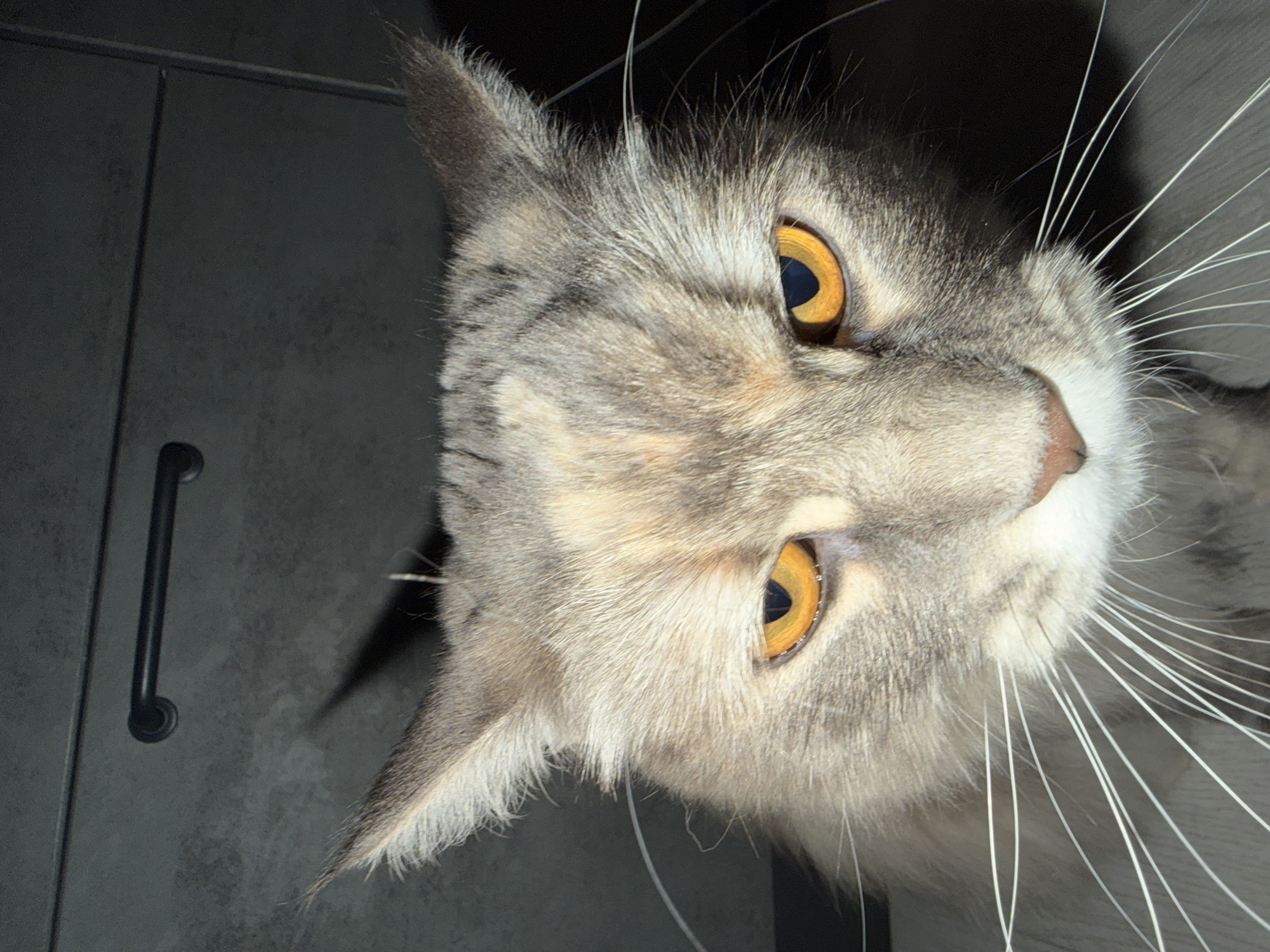 The image is a close-up, low-angle shot of a Maine Coon cat's face. The cat has striking amber eyes, fluffy grey and cream fur, and long white whiskers. It is looking directly at the camera with an intense expression. In the background, a dark grey cabinet with a black handle is visible, suggesting the photo was taken indoors. The lighting is dramatic, casting shadows on the cat's face and highlighting its features. There is no indication of the city of Izhevsk, Russia, or any specific location. The image is a still photograph with no actions or interactions depicted.