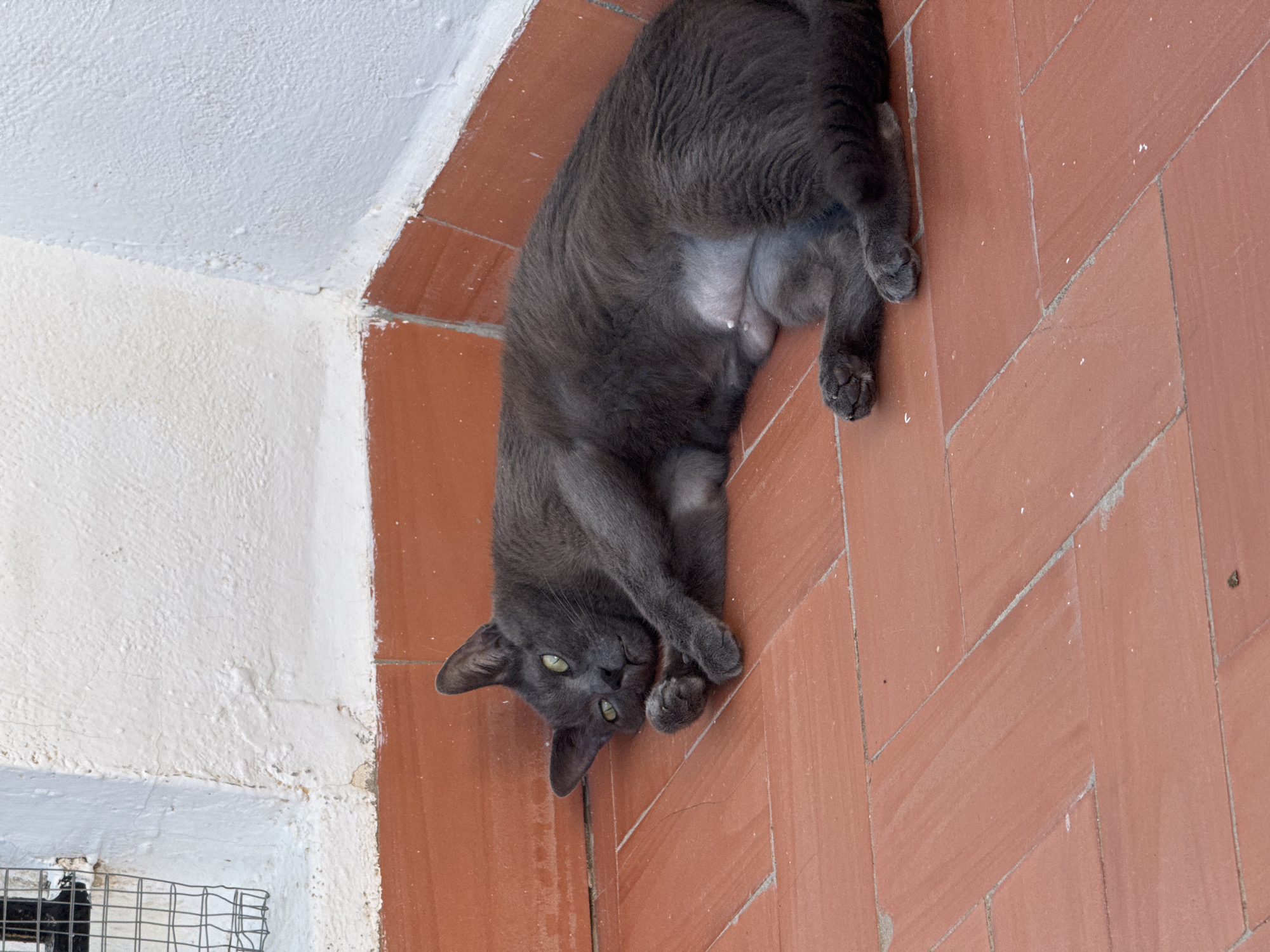 A grey cat with green eyes is lying on terracotta tiles on a patio. The cat is curled up on its side, with its head resting on its paws. The cat's body is mostly grey, but its underside is a lighter shade of grey. The cat's fur is short and sleek. The cat is facing to the left of the frame, with its eyes open and looking directly at the camera. The background is a white wall, with a wire mesh grate in the upper left corner. The scene appears to be a residential area in Torrevieja, Spain.