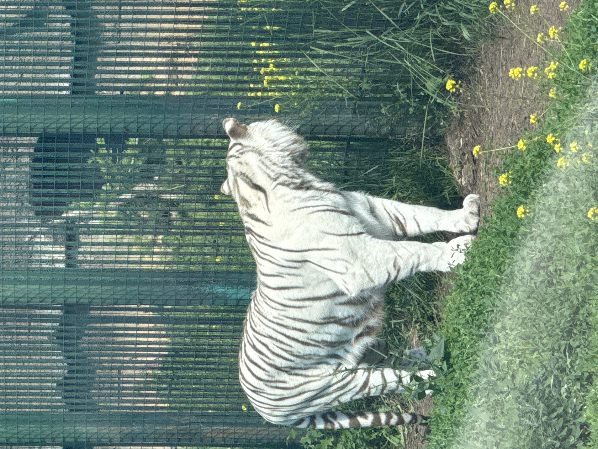 The image shows a white tiger standing in an enclosure. The tiger is facing away from the camera, looking towards a green metal fence. The enclosure is grassy with some yellow flowers. The background shows more greenery and the fence. The image does not provide any information about the city of Izhevsk, Russia.