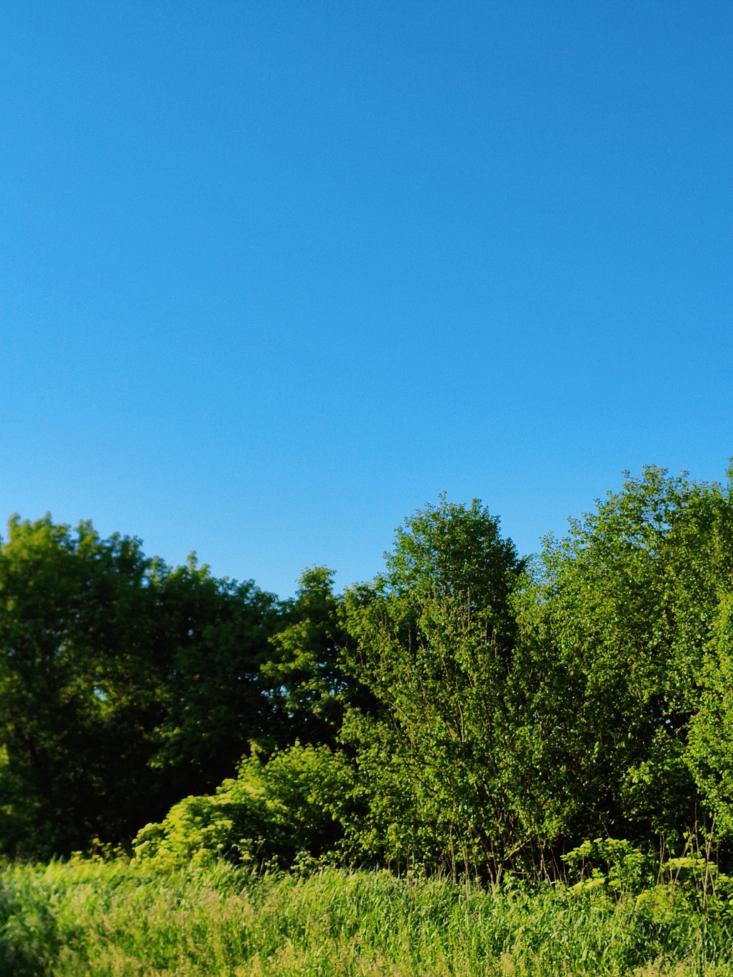 The image presents a landscape scene under a clear blue sky. The foreground features lush green vegetation, possibly a field or meadow, with tall grass and various green plants. Behind the field, a line of trees forms a natural barrier, with dense green foliage. The composition is vertically oriented, with a significant portion of the image dominated by the expansive blue sky. The absence of any visible human presence or constructed elements suggests a rural or natural environment. There are no recognizable buildings or structures, so specifying the location within Ustyvytsia, Ukraine is impossible. The scene focuses on natural elements, emphasizing the sky, foliage, and meadow.