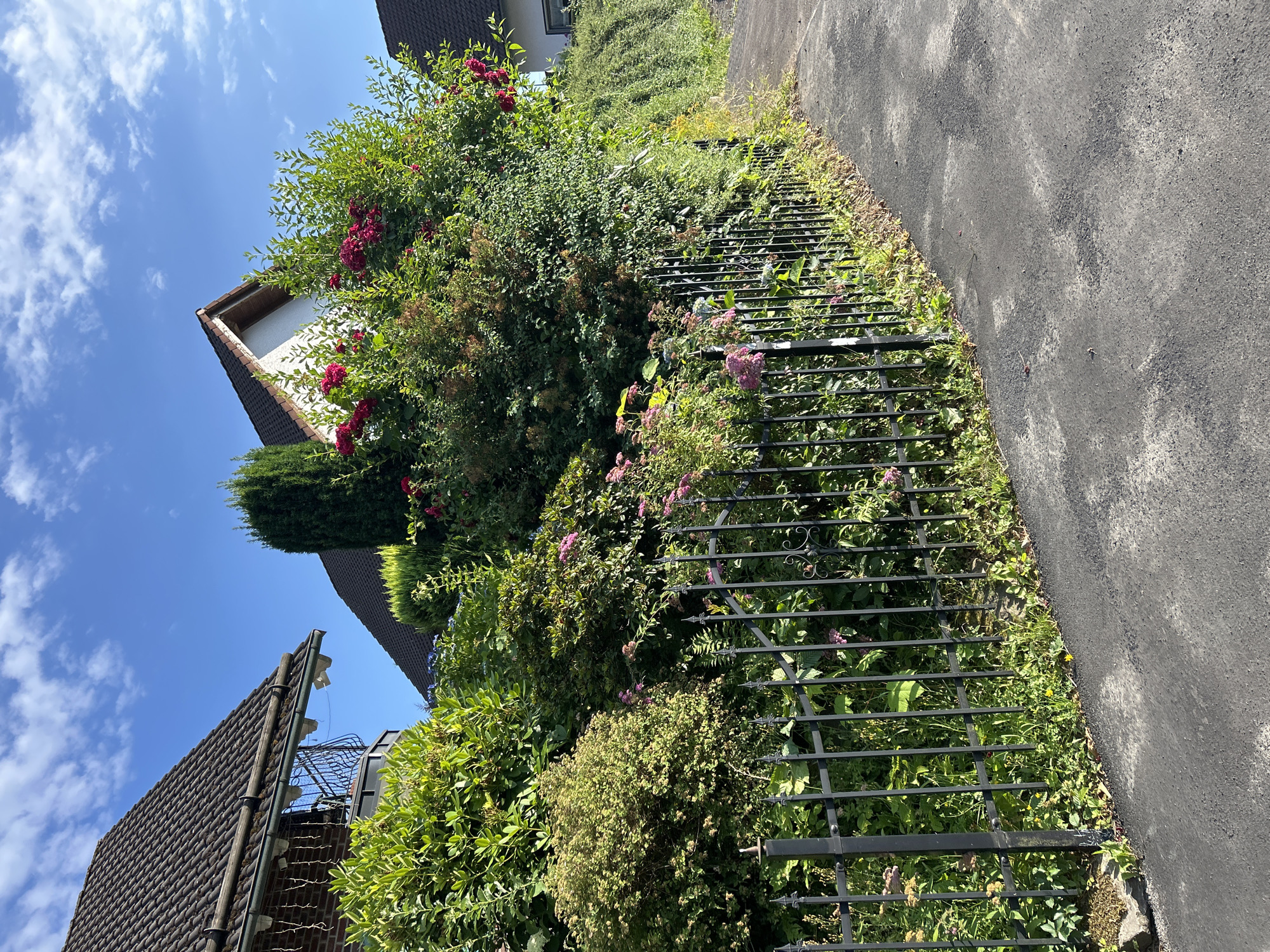 The image shows a lush, overgrown garden next to a paved driveway. A black metal fence runs along the edge of the garden, separating it from the driveway. The garden is filled with a variety of plants, including roses with red and pink blooms, and other leafy green bushes. Sunlight streams down, illuminating the scene. In the background, glimpses of houses with tiled roofs can be seen, along with a clear blue sky dotted with white clouds. The overall impression is one of a vibrant and well-established garden on a sunny day. The image appears to be taken in Waldbröl, Germany.