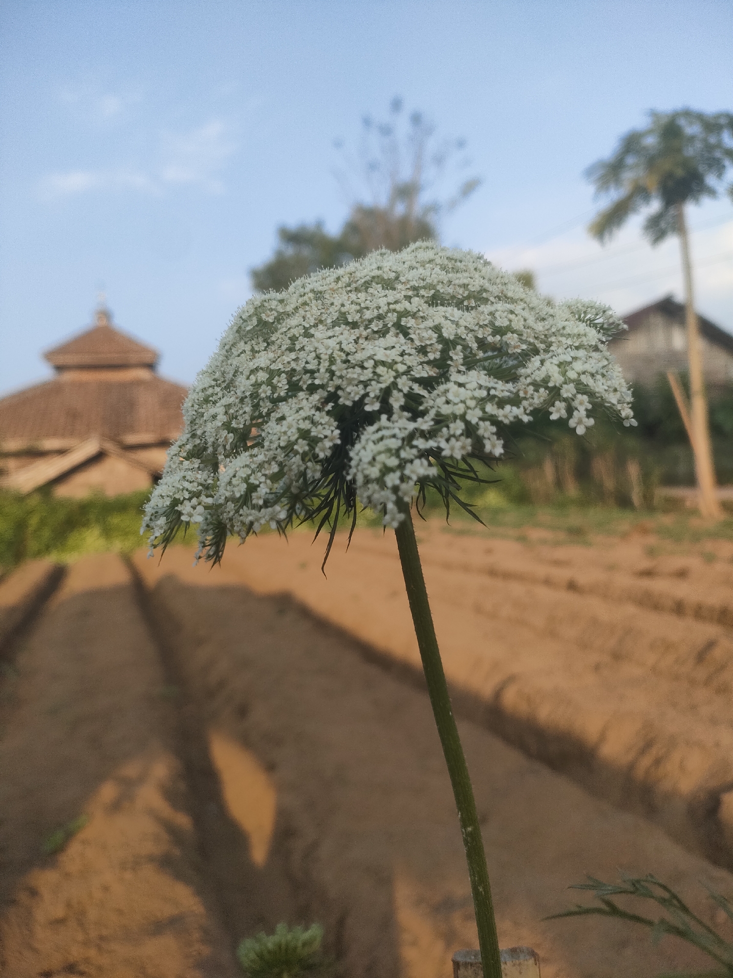 A white, umbrella-shaped flower bloom with small petals is in focus in the foreground, its stem extending downwards. In the background, a thatched-roof building, possibly a mosque, is visible to the left, and a palm tree stands tall to the right. The scene appears to be a rural area with cultivated fields characterized by brown soil and visible rows. The sky above is a clear blue with a few wispy clouds. The lighting suggests it is either early morning or late afternoon, casting shadows across the fields. The location is identified as Padang Dalom, Indonesia.