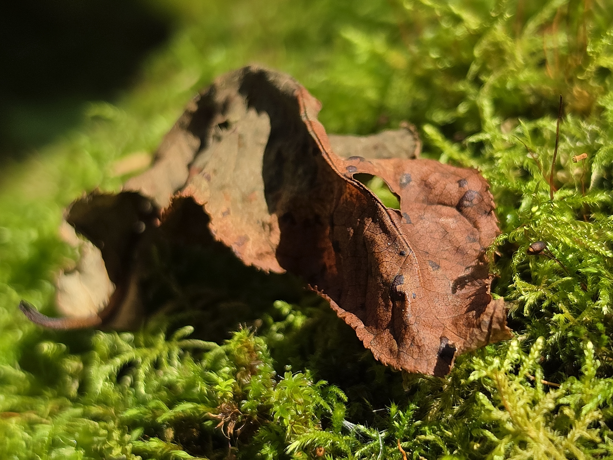 A close-up, low-angle shot captures a fallen brown leaf resting on vibrant green moss. The leaf, with its intricate veins and a small hole, is the primary subject, positioned slightly off-center. The moss creates a lush, textured background, with some areas in sharp focus and others softly blurred, suggesting natural light filtering through. The scene appears to be outdoors, likely in a wooded or natural area within Dobryanitsy, Russia, given the presence of typical forest floor elements. There are no people or animals visible in the image. The overall impression is one of a detailed, naturalistic study of decay and growth.