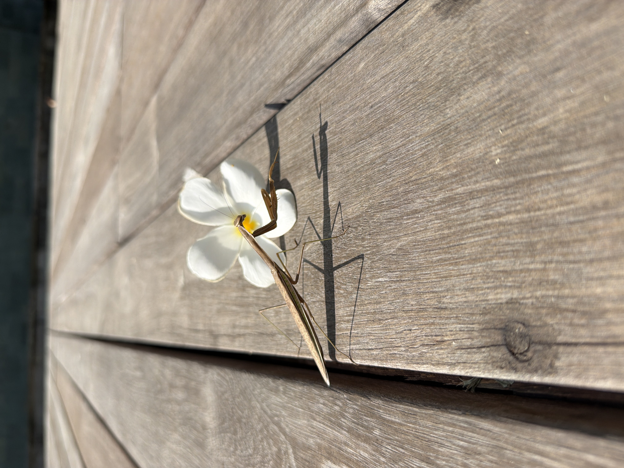 A slender, light brown praying mantis rests on a wooden surface next to a vibrant white plumeria flower with a yellow center. The mantis is positioned diagonally across the frame, with its head close to the flower and its elongated body extending towards the upper right. The flower's delicate white petals are spread open, lying flat on the wood.
The background consists of light-colored wooden planks, likely part of an outdoor deck or floor, with visible wood grain and horizontal seams. Strong, direct sunlight illuminates the scene, casting long, distinct shadows from both the mantis and the flower onto the wooden surface, suggesting it is a sunny day, possibly late morning or early afternoon. The interplay of light and shadow highlights the texture of the wood and the forms of the subjects. The image captures a serene moment in nature, with no specific activity occurring other than the mantis's presence by the flower. This tranquil scene is situated in Kediri, Indonesia. No text is visible in the image.