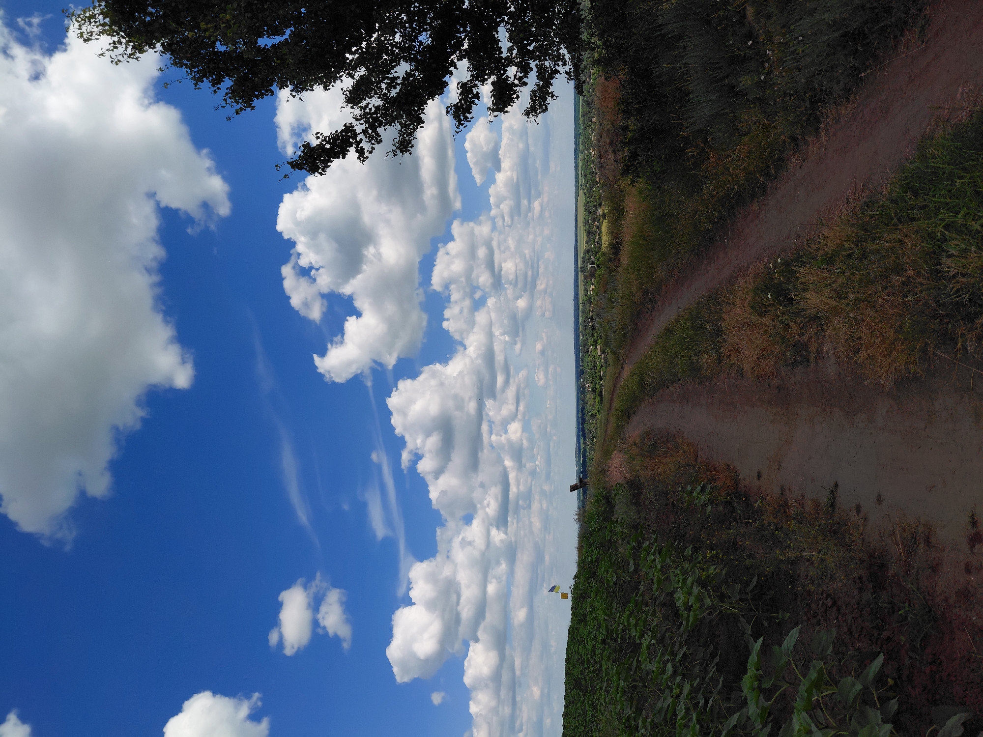 The image captures a rural landscape under a bright blue sky with scattered white clouds. A dirt road winds through the scene, leading towards a distant village. On the left, a field of green crops, possibly sunflowers, stretches along the side of the road. A Ukrainian flag is visible on a small pole on the edge of the field. To the right, a dark tree with dense foliage partially obscures the view of the distant landscape. The environment appears to be a village situated in the Ustyvytsia region of Ukraine, characterized by rolling hills and scattered vegetation. The time of day is daytime, indicated by the bright sunlight. There are no people visible in the image. The scene conveys a sense of serene countryside.
