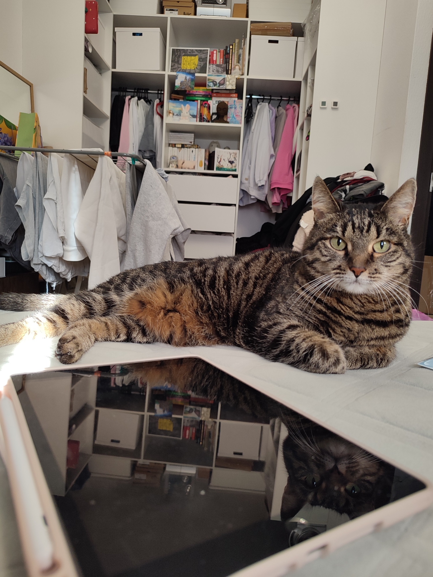 A tabby cat is lying on a bed in front of a closet. The closet is full of clothes and shelves of books and storage boxes. The cat is looking at the camera. There is a tablet in the foreground, reflecting the cat and the closet. The scene appears to be indoors, likely a bedroom.