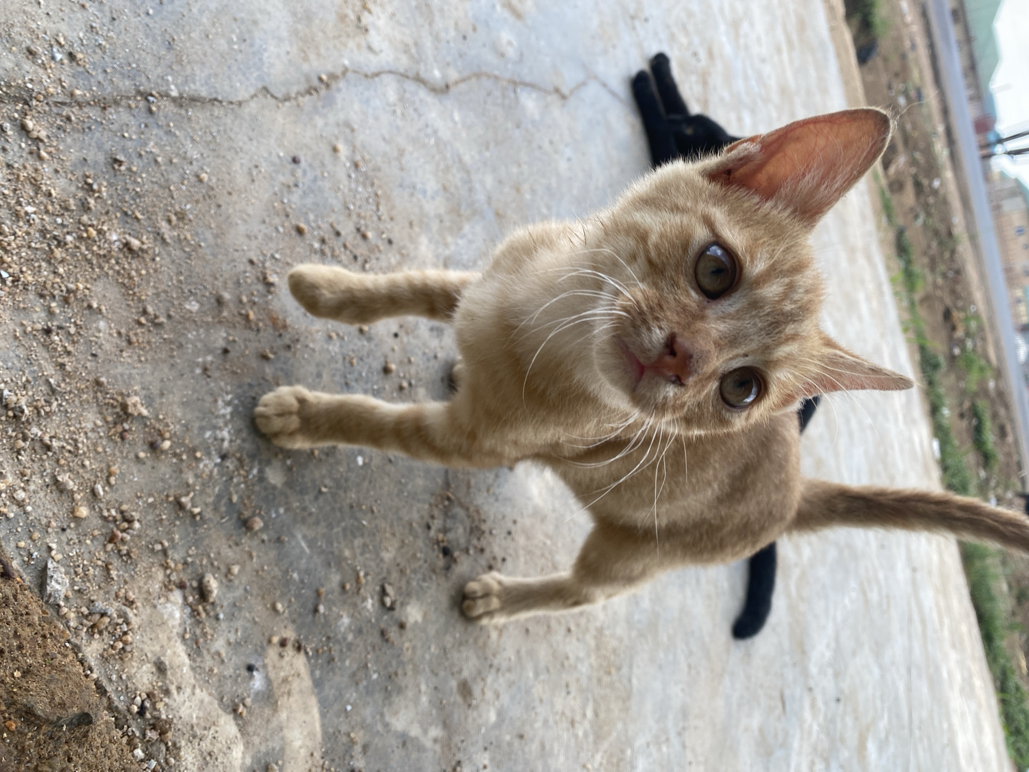 A ginger tabby cat stands on a textured concrete surface, its head tilted up towards the viewer. The cat's left front paw is raised slightly. Behind it, the paws of a black cat are visible. The scene appears to be outdoors, with a blurred background revealing greenery and buildings. The location is Riyom, Nigeria.
