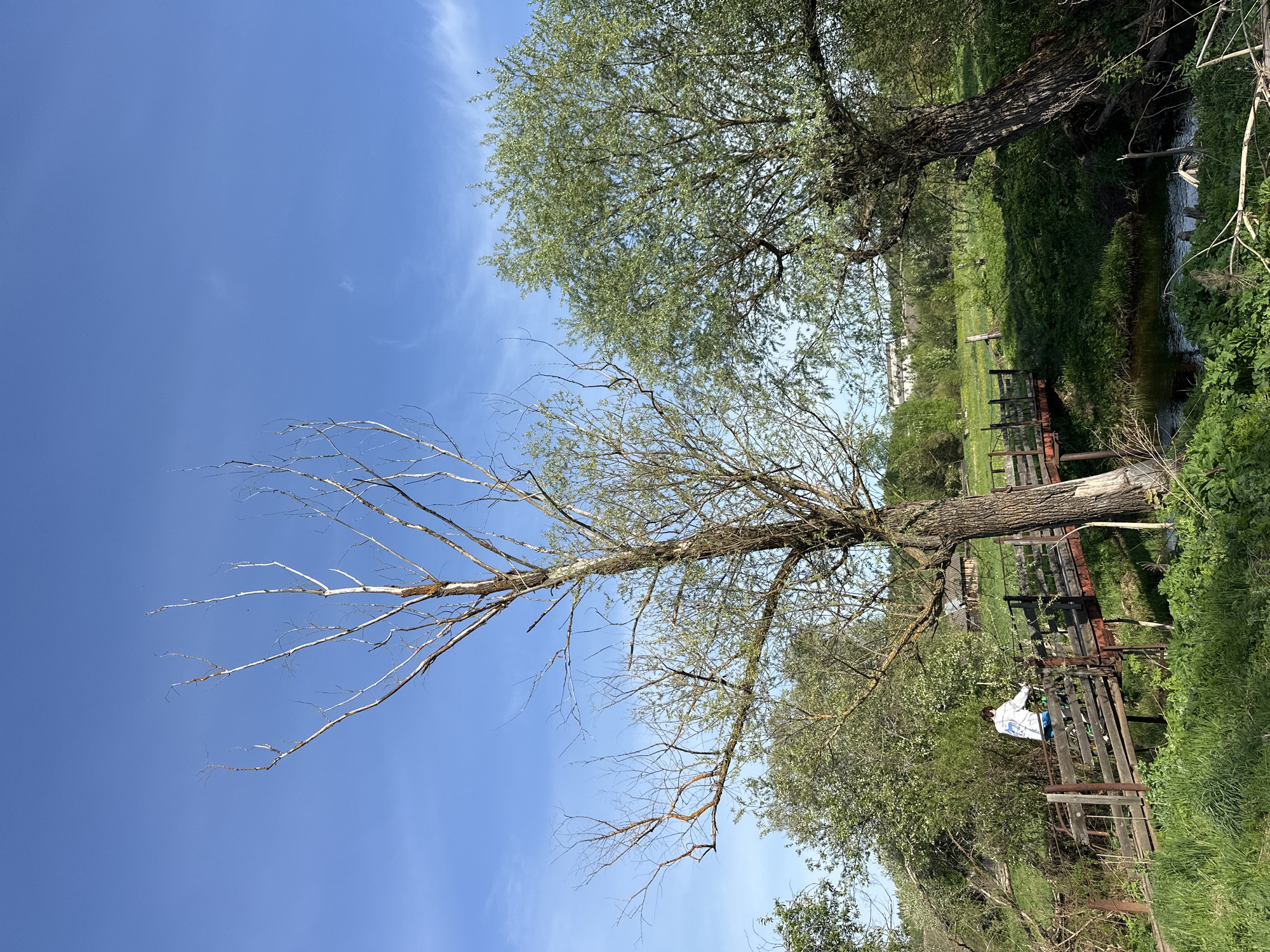 The image depicts a landscape in Альняш, Russia. A deciduous tree with a mix of bare and leaf-covered branches dominates the scene under a clear blue sky. Beside the tree, there is a rusted, wooden bridge or walkway, and a person stands on it in a light-colored shirt. Further away, a stream or canal is bordered by green vegetation. A grassy field with a building or structure is visible in the distance, completing the rural landscape.