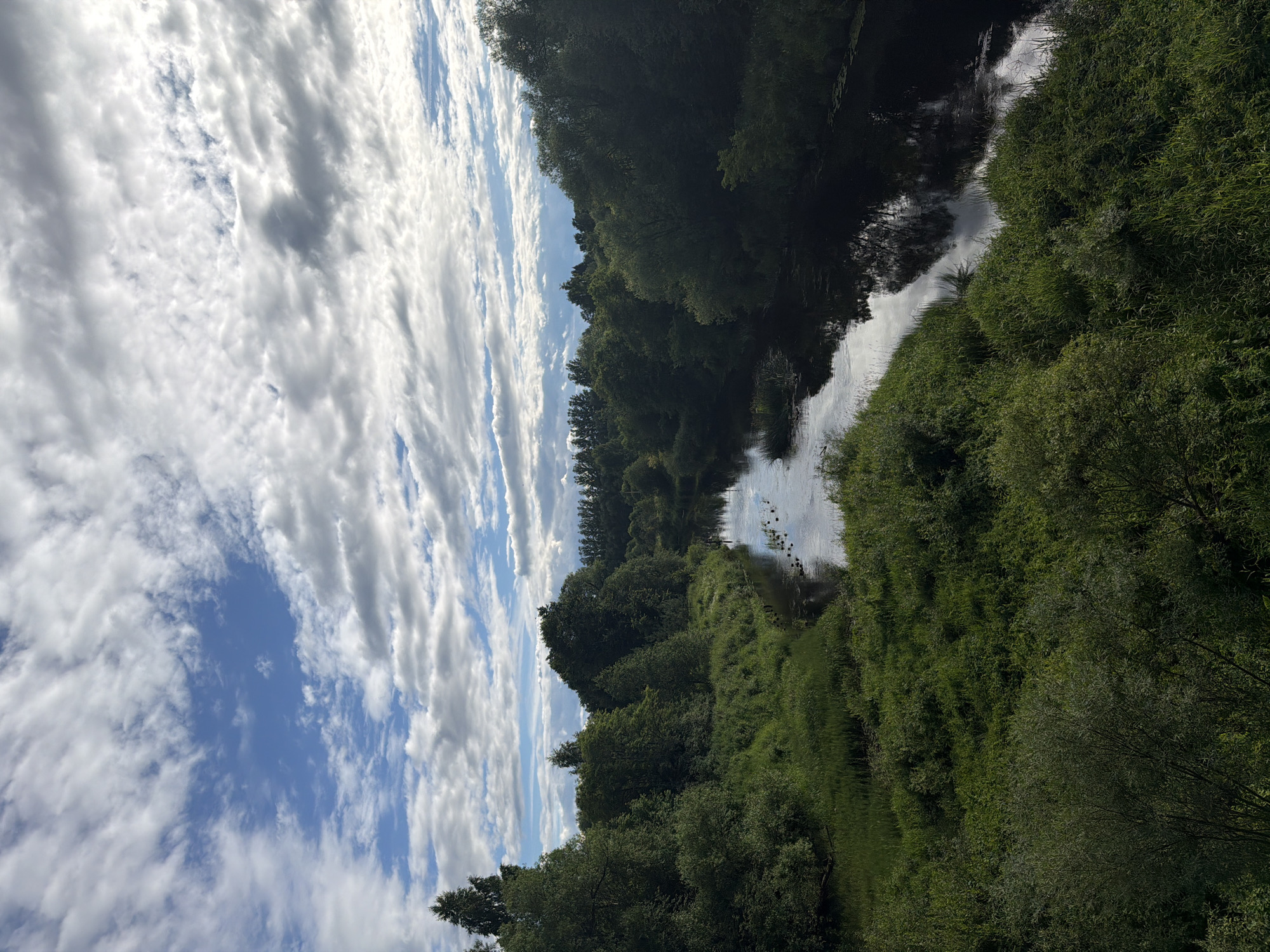 This is a vertical, eye-level photograph of a river winding through a dense, green forest under a bright, cloudy sky. The scene is bathed in the light of what appears to be a sunny day, though significant cloud cover is present. The river, dark and reflective, mirrors the sky and the surrounding trees. On the right side of the frame, lush green vegetation, primarily trees and bushes, forms a thick, impenetrable wall along the riverbank. The trees are full of leaves, indicating a summer or late spring setting. A thin line of lighter green grass can be seen at the very edge of the riverbank. On the left side, the sky dominates the frame, filled with a dramatic arrangement of white and grey clouds against a vibrant blue sky. The clouds are elongated and streaky, suggesting wind in the upper atmosphere. The river appears to be in a natural, undeveloped setting, with no signs of human structures or activity other than what might be a few small, dark shapes in the water that could be birds or debris. The overall mood is tranquil and serene, capturing the wild beauty of nature. There is no visible text in the image.