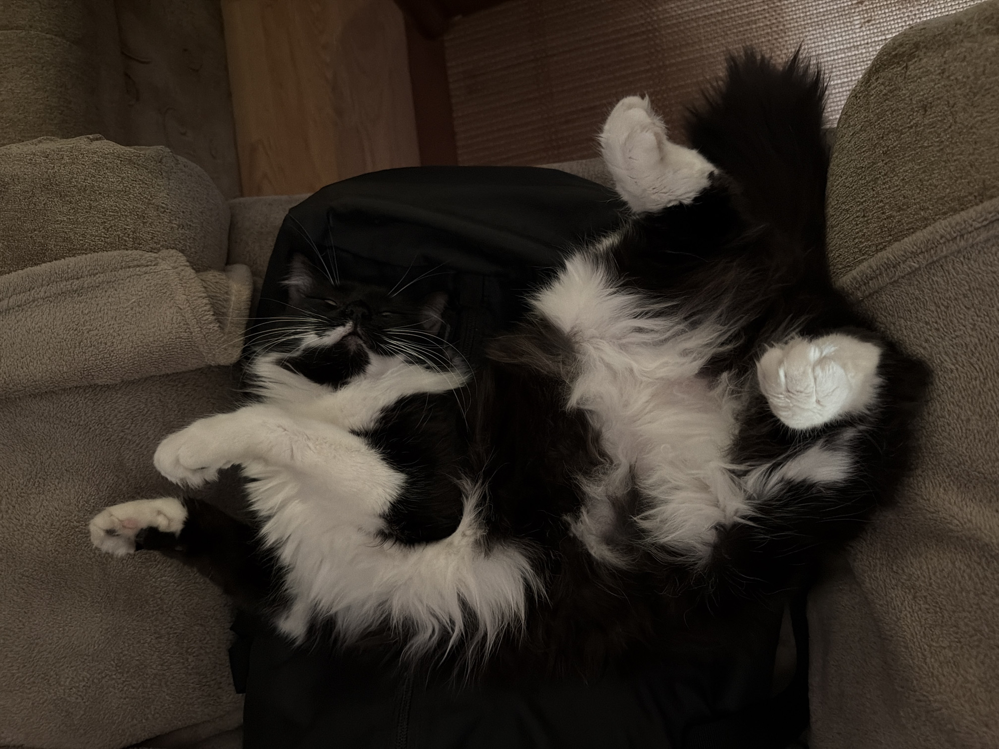A black and white fluffy cat is sleeping on its back on a couch. The cat's belly is white and fluffy. The cat's eyes are closed and its paws are in the air. The couch is covered with a gray blanket. The room is dimly lit. This scene is located in Blagoevgrad, Bulgaria.