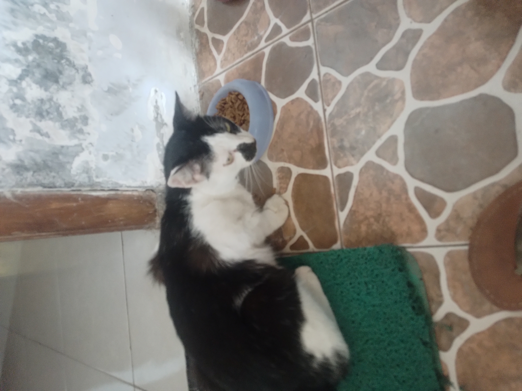 A black and white cat is eating from a blue bowl of food placed on a tiled floor. The cat is positioned on the left side of the frame, facing right, with its head down in the bowl. The floor is covered in large, irregularly shaped tiles with a brown and white pattern. To the left of the cat, a green mat is visible. In the background, a wall with a mottled texture and a wooden post are present. The scene appears to be indoors, possibly in a home or a covered outdoor area.