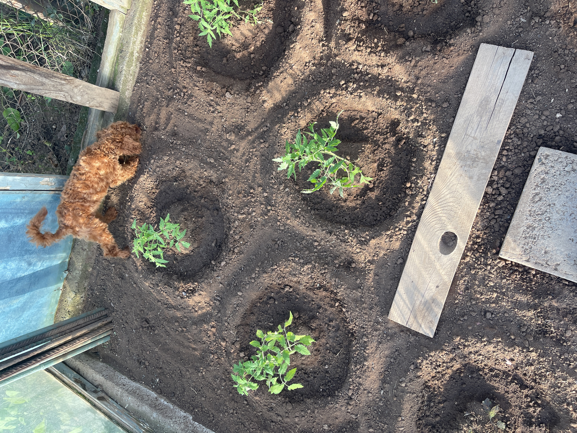 A view from above of a greenhouse interior showing planted tomato seedlings. A small, reddish-brown dog is near the left edge of the frame, close to the greenhouse wall. Soil is dark and tilled, with circular indentations around each plant. In the upper-right and right of the frame are several pieces of wood or concrete, partially obscured by shadow. This image was taken outdoors in Sofia, Bulgaria.