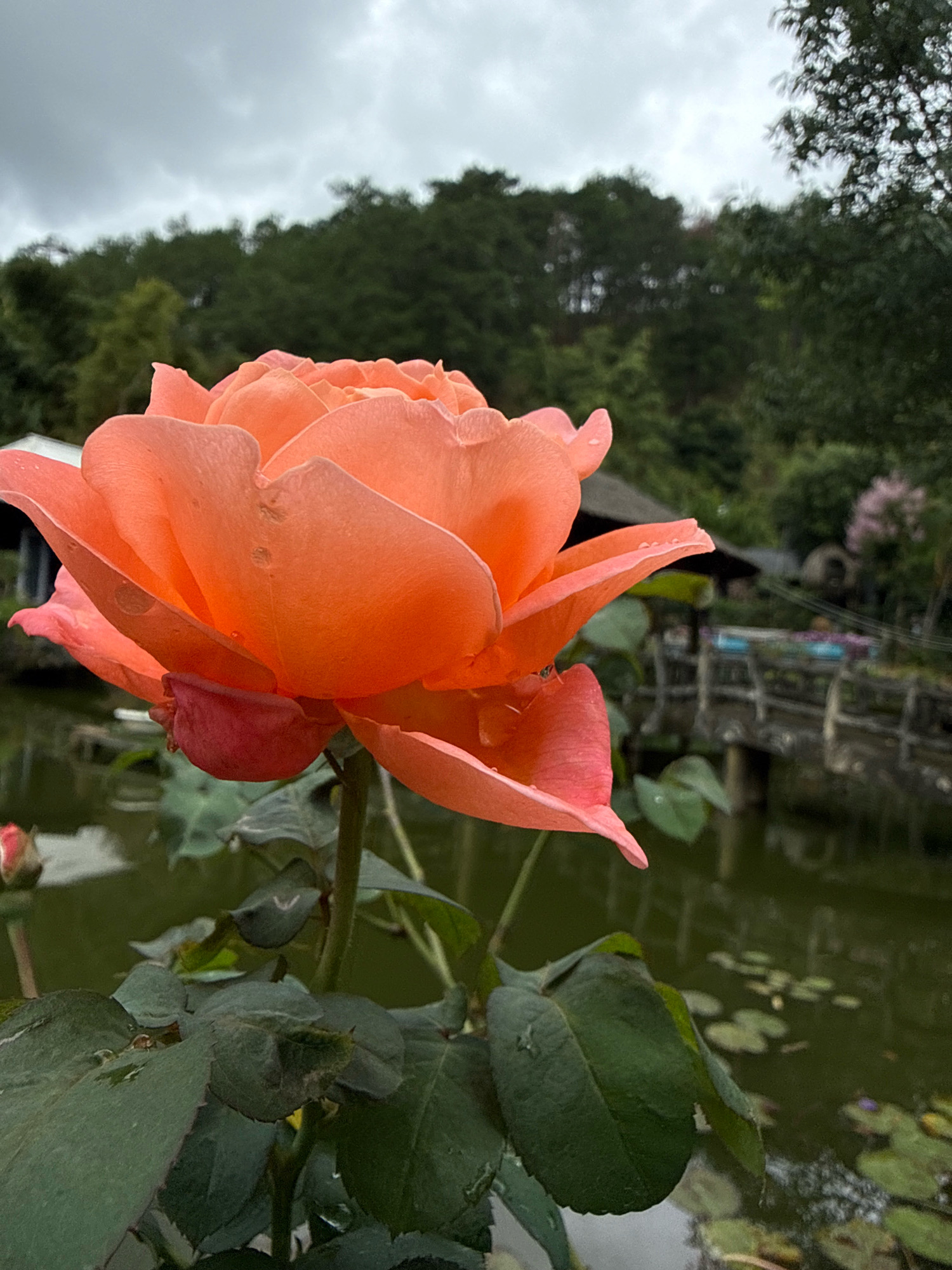 A close-up, eye-level shot features a vibrant, coral-colored rose in the foreground, its petals slightly damp with water droplets. The rose is positioned slightly to the left of the frame, with its stem and dark green leaves extending towards the bottom and right. In the background, a calm body of water, likely a pond, reflects the overcast sky. Small lily pads dot the surface of the water. Further back, a wooden bridge with railings crosses the pond, leading to a small structure with a dark roof. Lush green trees and foliage form a dense backdrop, suggesting a natural setting. The sky is overcast, with soft, diffused light. The scene appears to be located in a garden or park area, possibly in Hiệp Thạnh, Vietnam, given the presence of tropical vegetation and elements of traditional architecture. There are no people or animals visible in the image.