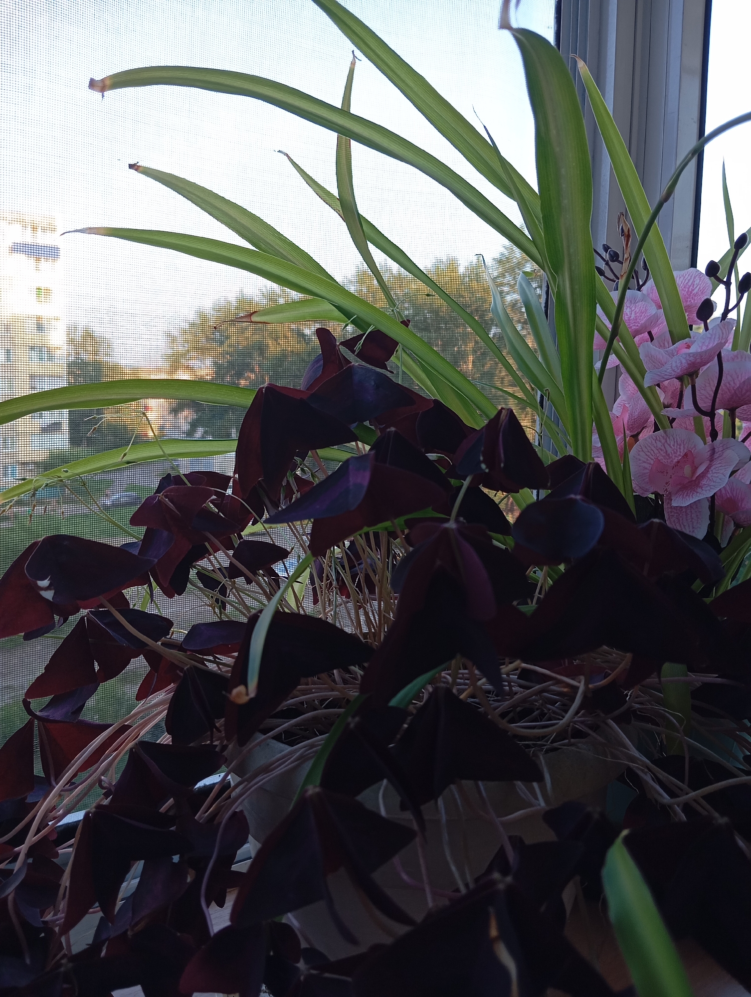 A close-up shot captures a potted plant with dark, triangular leaves in the foreground, positioned against a window with a screen. Behind the dark-leaved plant, a spider plant with long, green leaves arches upwards, and to the right, pink orchid flowers with delicate petals are visible. The background shows a slightly blurred view of trees and a building through the window screen, suggesting an urban setting. The lighting indicates it is likely daytime. The image does not contain any people or specific identifying landmarks of Komsomolsk-on-Amur, Russia.