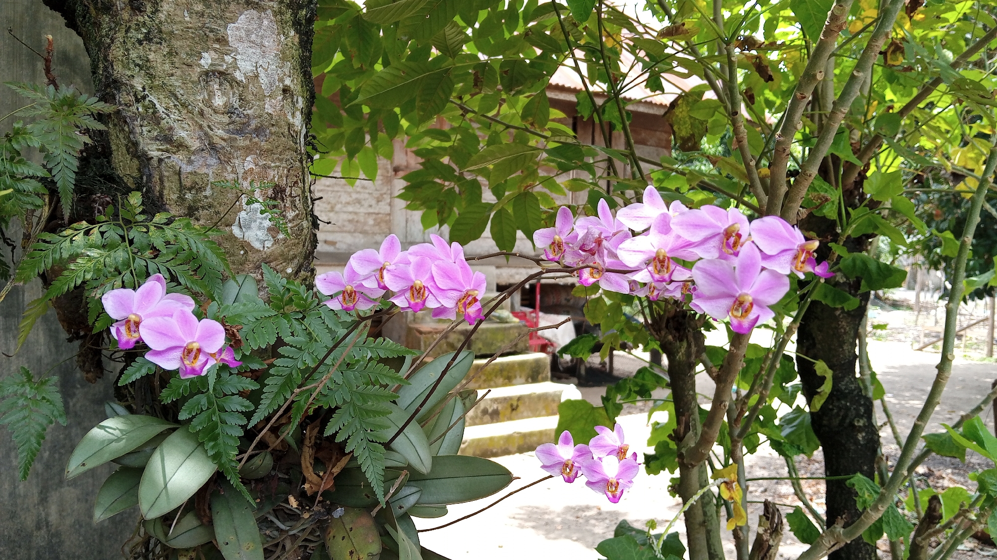 In the city of Kebonbaru, Indonesia, a cluster of vibrant pink orchids, accented with yellow and magenta centers, bloom in profusion along branches. These orchids are intertwined with lush green ferns and other foliage, creating a rich, natural tapestry. The scene is set against the textured bark of a tree on the left, and the slender, branching trunks of trees on the right. In the background, a weathered building with horizontal wooden siding and a corrugated metal roof is visible, with a set of concrete stairs leading up to it. The overall environment suggests a garden or a naturalized outdoor space.