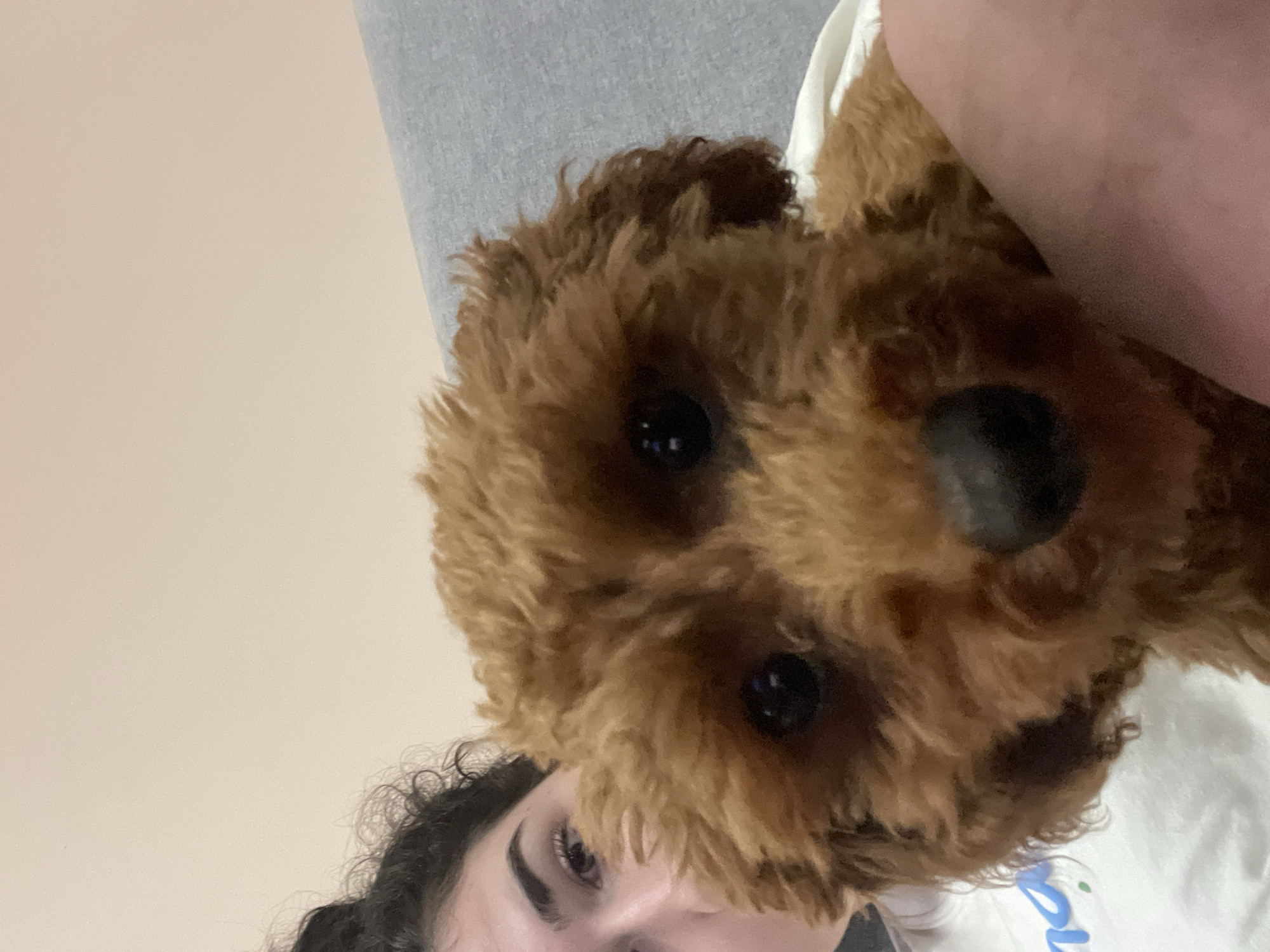 A close-up, angled shot captures a brown, curly-haired dog with dark eyes and nose occupying the majority of the frame. Below and partially obscured by the dog, a person with dark, curly hair and visible eye is present. Behind the dog, a light gray surface is visible. In the background, a plain, light tan wall. Location is not discernible from the image.