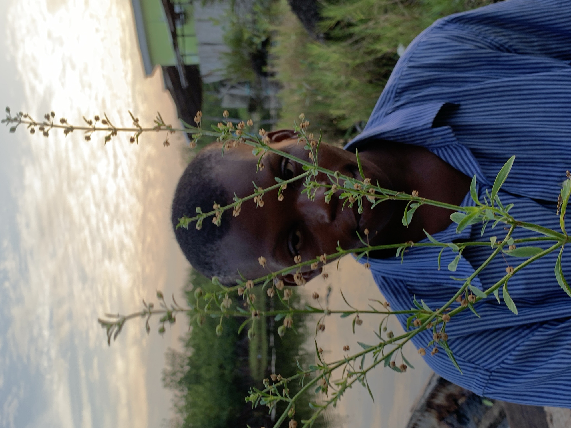A close-up shot shows a person, possibly male, with dark skin and short black hair, wearing a blue striped shirt. The person's face is partially obscured by a plant with small leaves and brown seed pods. The background reveals an outdoor scene, potentially in Ibasa, Nigeria, with green vegetation, a body of water, and glimpses of a building under a cloudy sky.