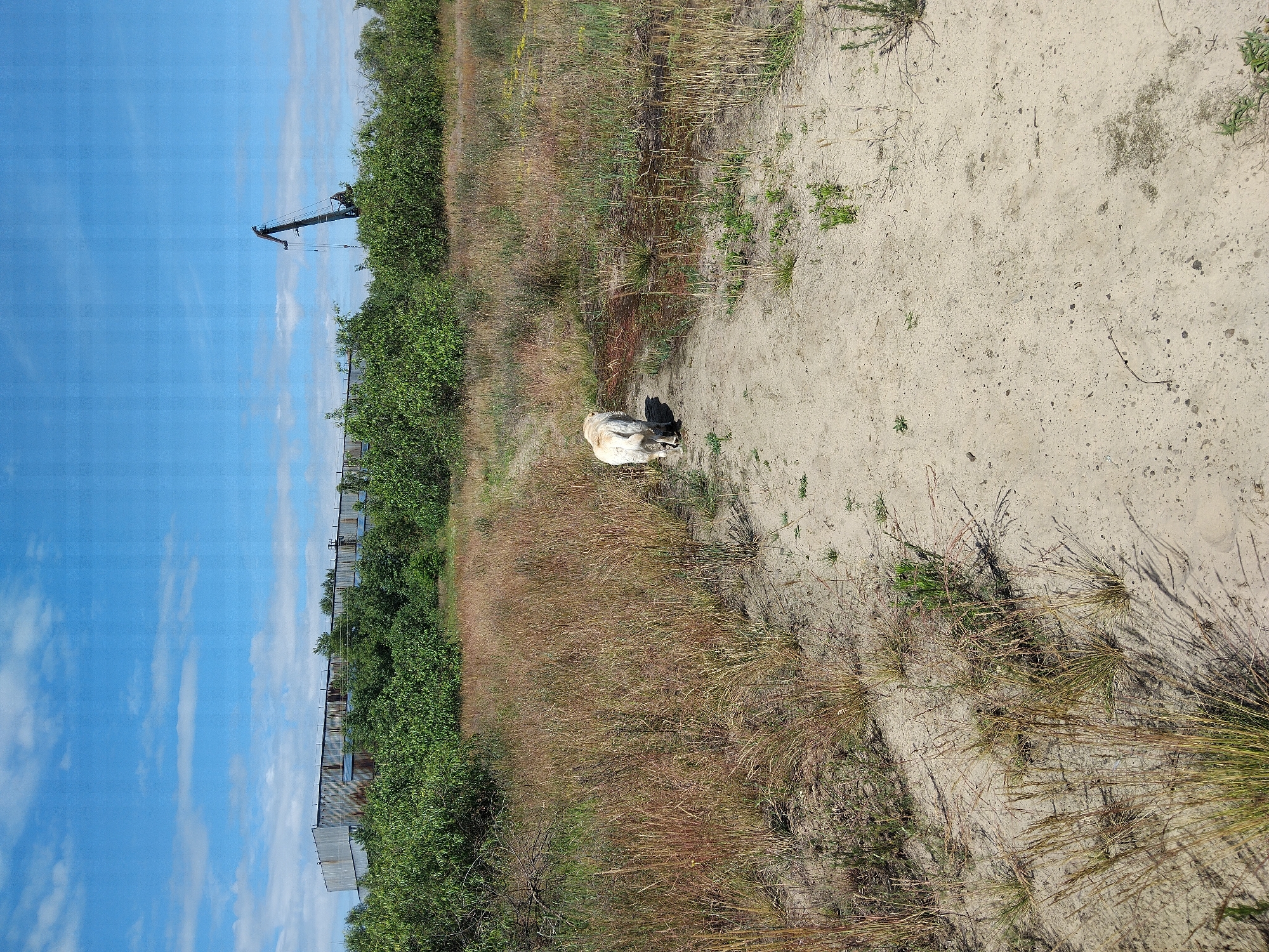 In Kyiv, Ukraine, a pale golden dog walks away from the camera on a sandy path through a dry, grassy field. The path leads towards a small, dark, reflective puddle on the right. In the background, a long, low industrial building with a corrugated metal facade stands behind a dense line of green trees. To the right of the building, a large, dark industrial crane with a prominent boom is visible against a bright blue sky with scattered white clouds. The overall environment appears somewhat neglected, with dry vegetation and remnants of industrial activity.
