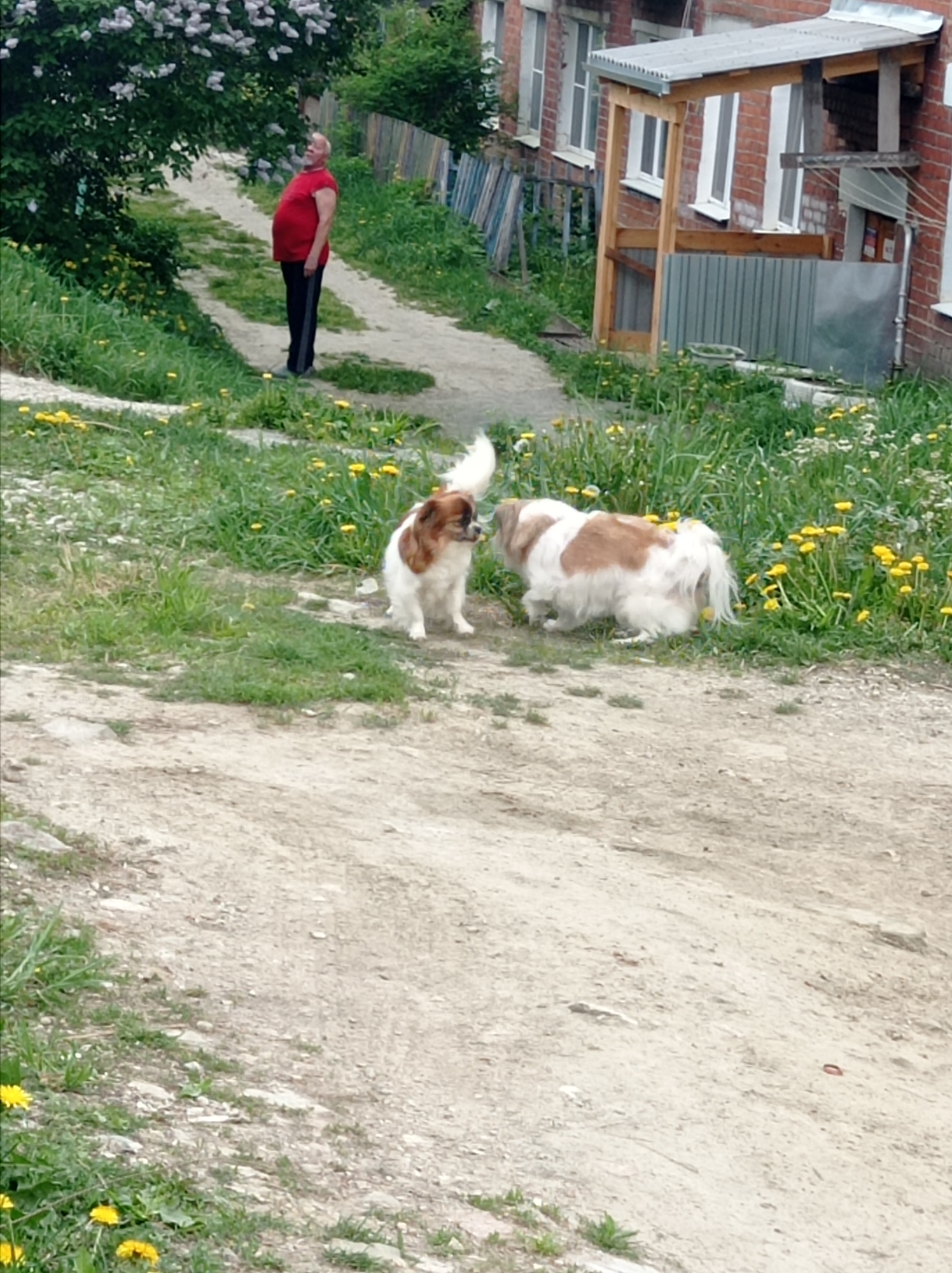 The image shows a dirt road in Degtyarsk, Russia. Two small dogs with white and brown fur are standing in the grassy area beside the road. One is facing the camera, and the other is facing away, sniffing the ground. Yellow dandelions are scattered throughout the grass. Further up the road, a man in a red shirt and dark pants is standing and looking to the right. A building with a brick facade, white windows, and a small attached structure is visible in the background. The area has various shrubs and trees, some with white flowers. A wooden fence is also visible on the left.