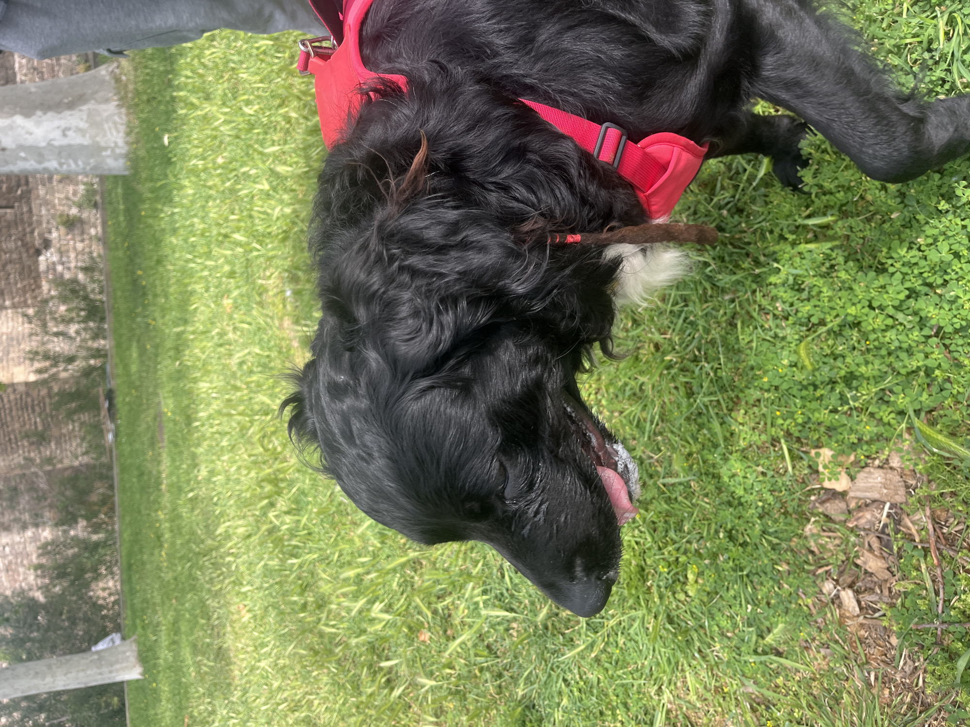 A black dog with curly fur is lying on green grass. The dog is wearing a red harness. The dog's mouth is slightly open, with a pink tongue visible. The location cannot be determined from the image alone. There are no other people or objects clearly visible in the image. The dog is not actively engaging in any particular action. There are pieces of debris visible around the dog.