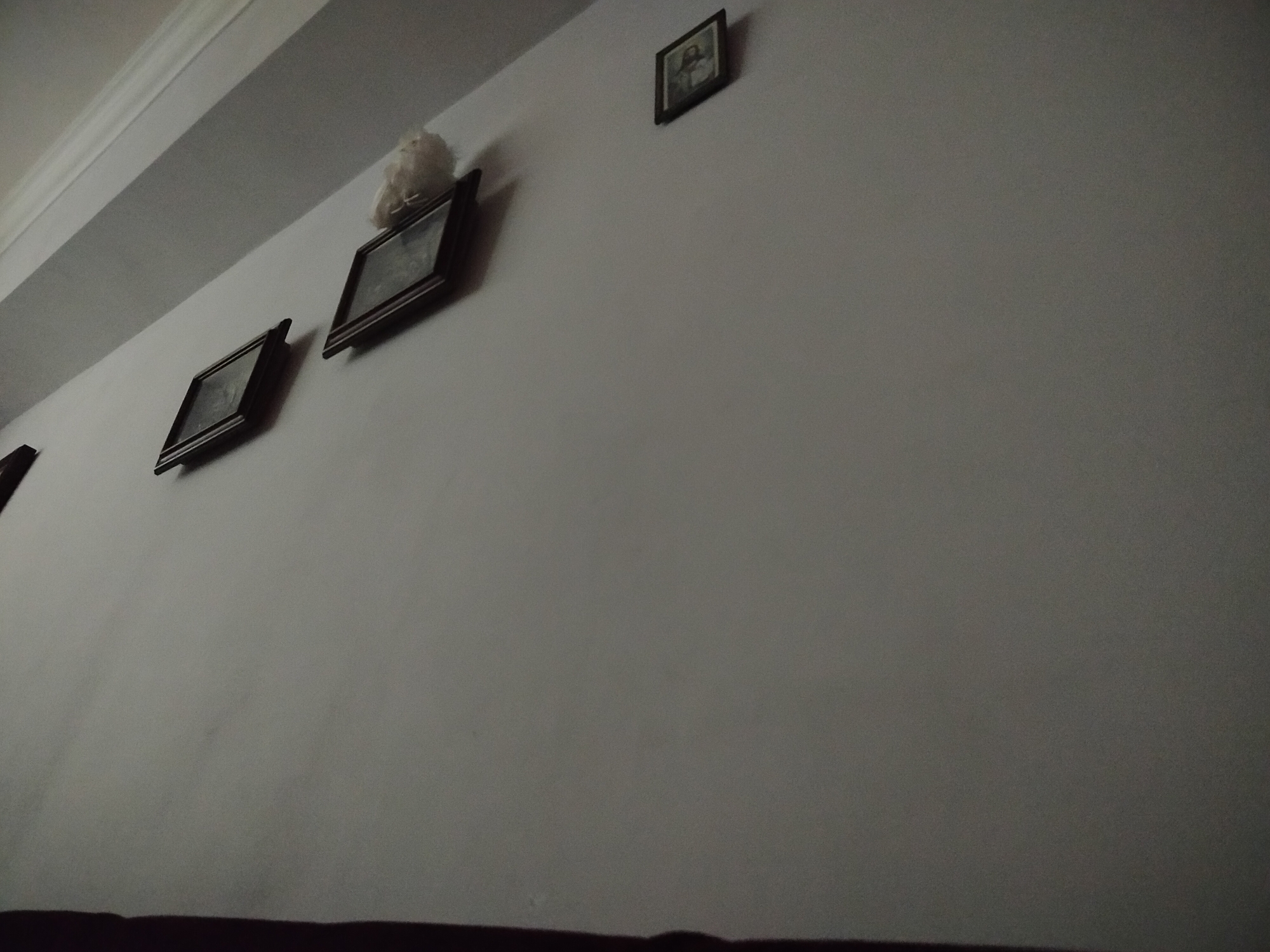 The image shows a wall with four framed pictures, slightly tilted from the perspective of the camera. A white, fluffy object is positioned on top of the second frame from the left. The location is unknown as it cannot be determined from the image.