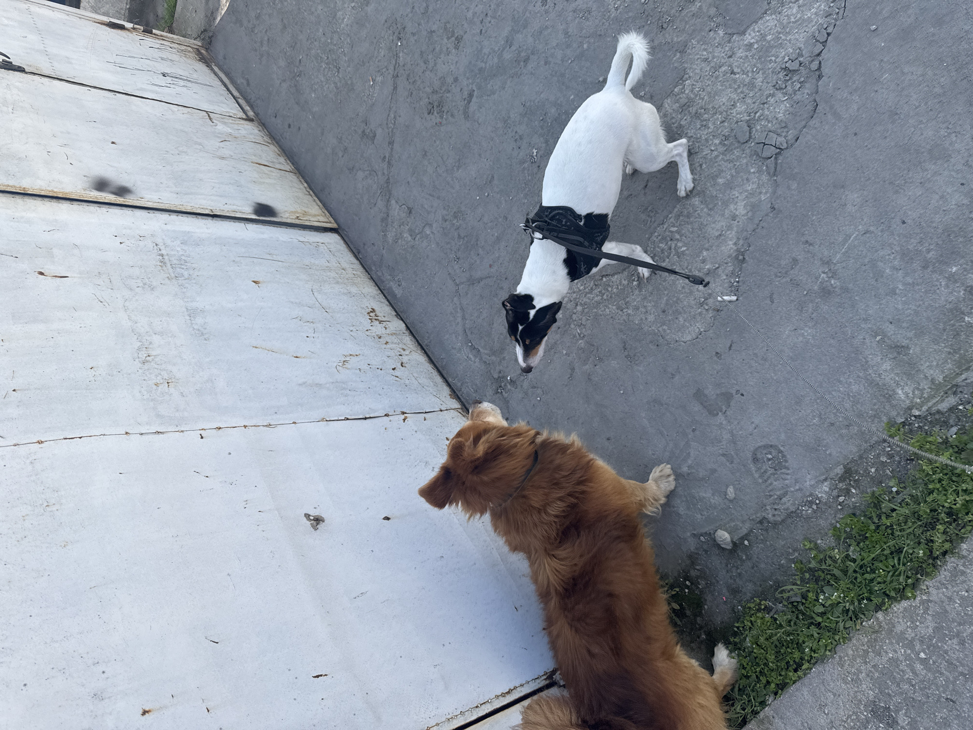 This image, taken in Varna, Bulgaria, captures two dogs on an outdoor ground surface from an overhead perspective. The primary subjects are a white dog with black patches, resembling a Jack Russell terrier, wearing a black harness and attached to a leash, and a larger, golden-brown, long-haired dog, similar to a Golden Retriever.
The setting appears to be an urban or suburban outdoor area. The ground is composed of two main sections: a light grey, cracked concrete or asphalt surface on the right, and a lighter, possibly metallic or paved, panelled surface on the left with visible seams and some discoloration. A narrow strip of green weeds and grass grows along the lower right edge where the ground meets a darker area. A plain, light grey concrete wall or vertical structure runs along the right side of the frame.
The white dog is positioned towards the center-right, seemingly in motion with its head lowered, perhaps sniffing. The golden-brown dog is on the lower-left side, facing towards the white dog, appearing to be stationary. The dogs seem to be encountering each other. The lighting suggests a clear, bright daytime, possibly sunny. There are no visible people or discernible text in the image. The camera angle looks down onto the scene.