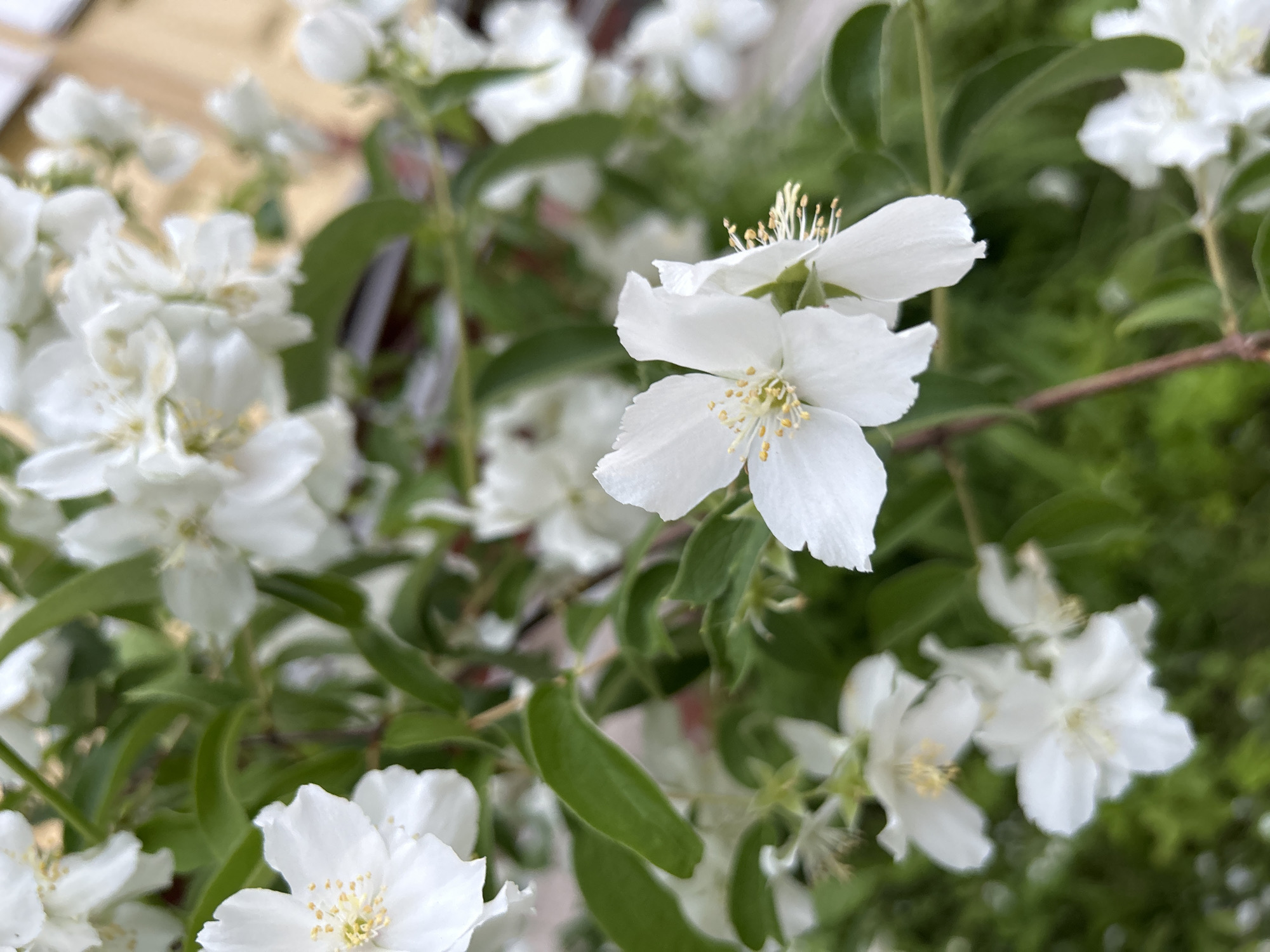 This is a close-up, vertical, eye-level, outdoor shot of white jasmine flowers and green leaves, with a blurred background suggesting an urban setting in Noviy, Russia. The flowers are delicate and star-shaped, with visible yellow stamens. Some flowers are in full bloom, while others are buds or partially open. The leaves are a vibrant green and provide a backdrop for the white blossoms. The overall impression is one of natural beauty amidst a possibly residential or park area in Noviy. There are no people or animals visible.