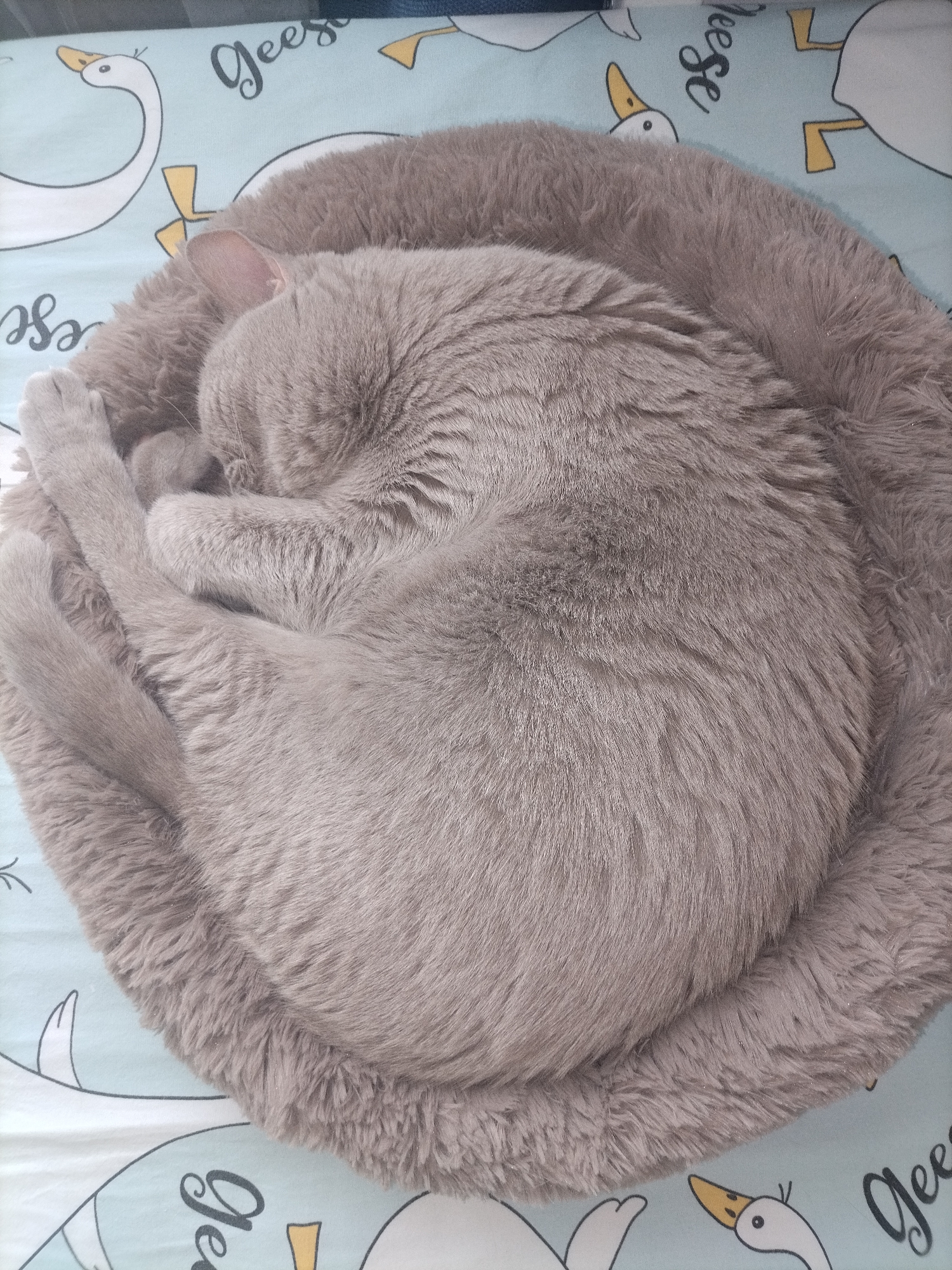 A light gray domestic cat is depicted sleeping soundly, curled into a tight ball within a fluffy, circular gray pet bed. The cat's head is tucked in, and its paws are held close to its body, conveying a sense of deep comfort and relaxation. The cat's fur appears soft and dense, consistent with a short-haired breed.
The pet bed is a plush, deep gray or taupe color, offering a cozy and secure space for the cat. It rests on a light blue patterned fabric, likely a bedsheet or blanket, which features a repeating design of white cartoon geese with yellow beaks and feet. The word "Geese" is visibly printed multiple times in a stylish cursive font on this background fabric.
The overall scene suggests a peaceful indoor setting, possibly a bedroom, where the cat is enjoying a quiet rest. The image is taken from a slightly elevated angle, looking down on the sleeping animal. No specific time of day is indicated, but the serene atmosphere implies a calm moment.