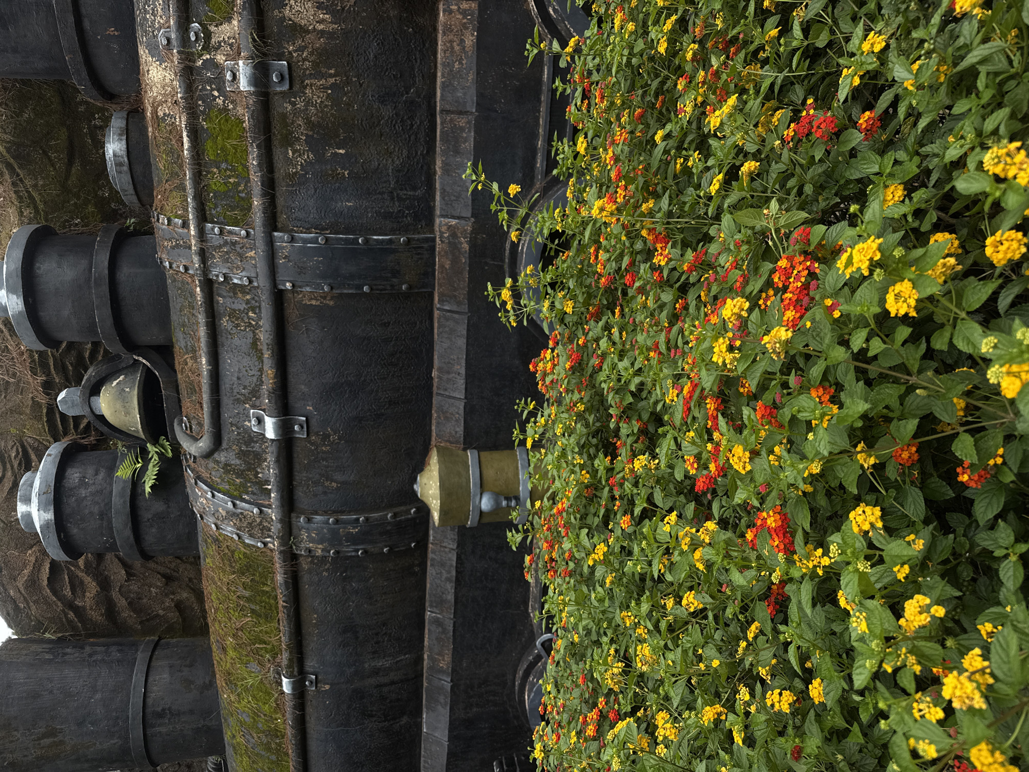 This is a medium shot, eye-level, full-color photograph of an old steam engine positioned behind a dense patch of vibrant flowers in Da Lat, Vietnam. The steam engine, likely a static display, is dark in color with visible signs of age and weathering, including moss and lichen growth on its metallic surfaces. The front of the engine, with its large cylindrical smokestacks and riveted metal plating, is partially visible. In the foreground, a profusion of small, clustered flowers, predominantly yellow and red, creates a colorful carpet. The environment suggests an outdoor setting, possibly a garden or park in Da Lat, a city known for its flower cultivation and cool climate. There are no people present in the image, and the focus is on the juxtaposition of the decaying industrial artifact and the lively natural flora. The lighting is somewhat diffused, indicating an overcast or shaded day.