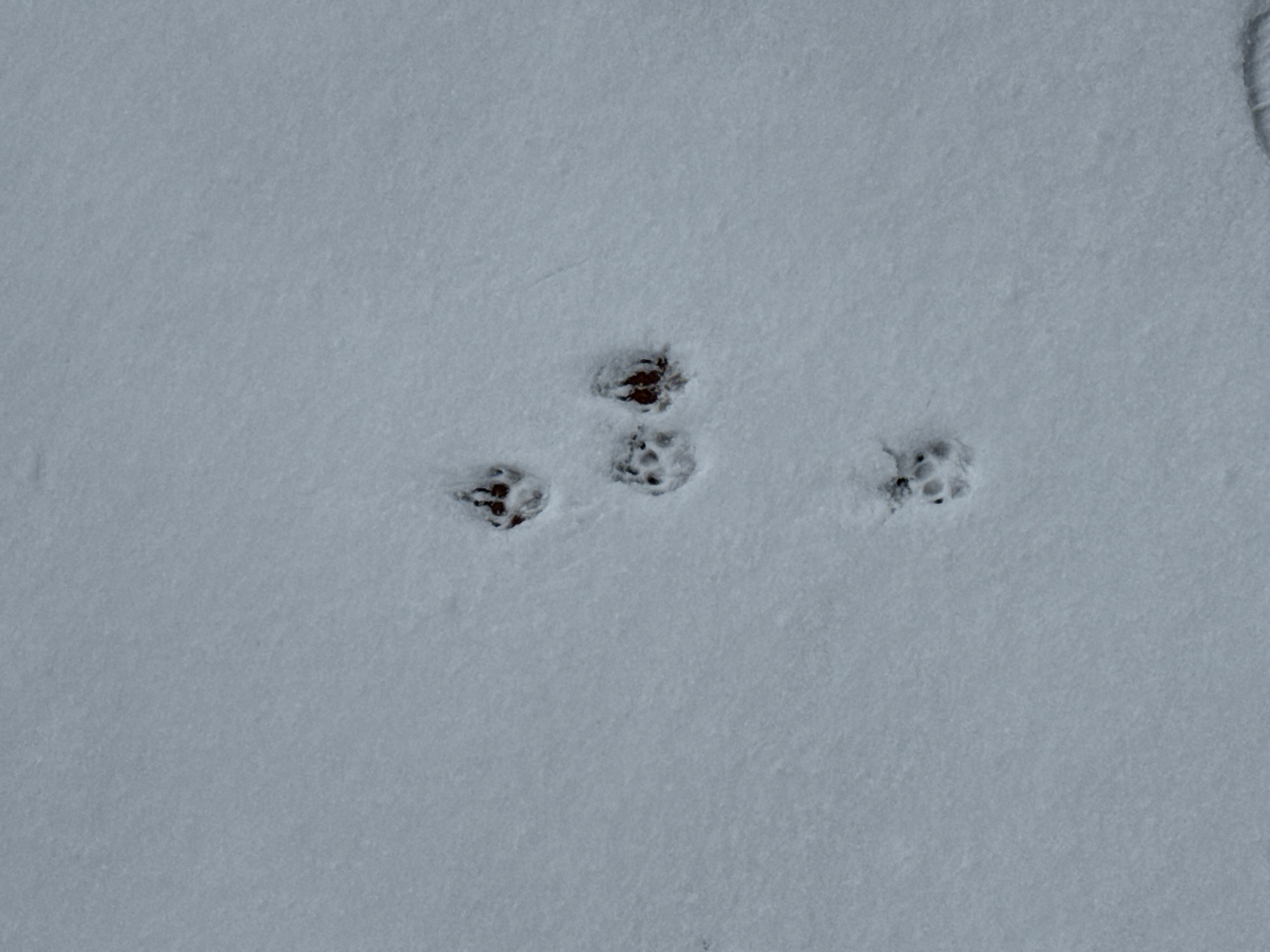 The image shows three sets of small animal footprints in a light layer of snow. The footprints appear to be close together and somewhat indistinct, suggesting a small animal. There is no immediate indication of the location within Krasnoyarsk, Russia. The scene consists of snow-covered ground with a set of animal tracks.