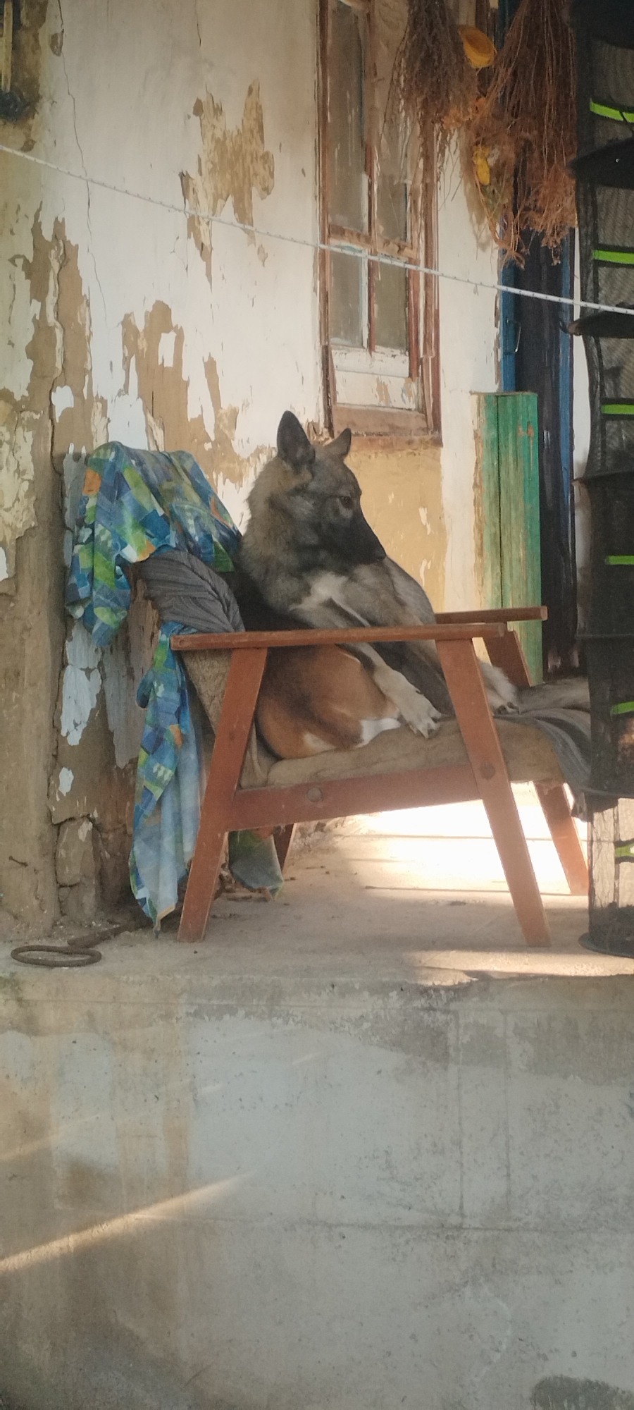 A German Shepherd dog is resting on a weathered wooden chair with a blue and green patterned cloth draped over it, placed outdoors in front of a deteriorating building. The building's exterior wall is rough and peeling, revealing patches of earth-toned plaster and bricks underneath. A window with a broken pane is visible above and to the right of the dog. Hanging from the eaves above the window are bundles of dried vegetation. To the right of the dog, a tall, black mesh rack with green accents is partially visible. The ground in front of the chair is a concrete surface, marked by shadows and sunlight. A small, rusty metal ring lies on the ground near the chair's legs. The scene appears to be in a rural or dilapidated urban setting, possibly a backyard or alleyway.