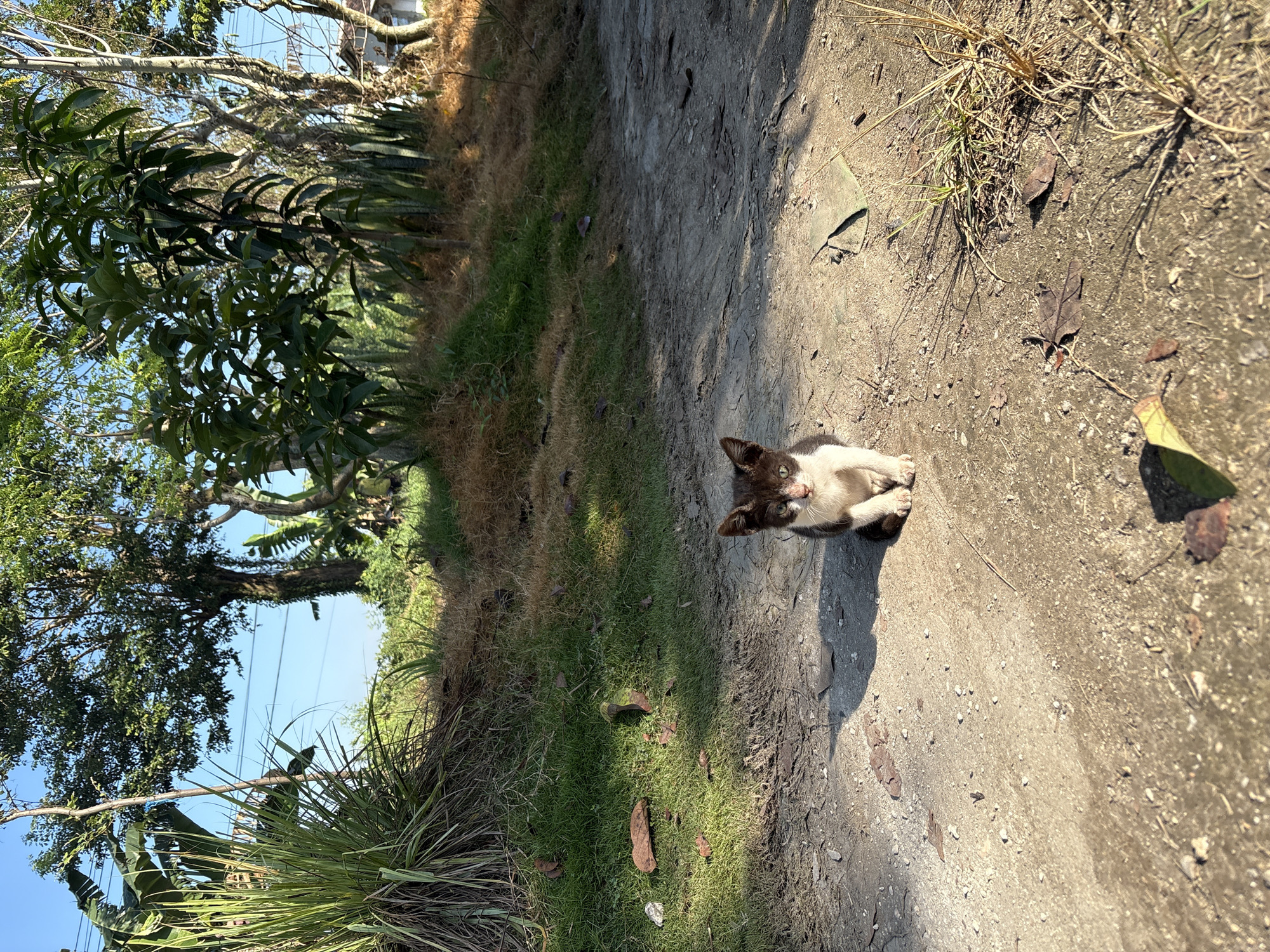 A small, black and white kitten is sitting in the middle of a dirt path in Gadingrejo, Indonesia. The kitten is facing the camera with its ears perked up and its eyes are wide open. The path is surrounded by dry grass and some sparse green vegetation. In the background, there are several trees and a bright blue sky. The sun is shining, casting shadows on the ground. The overall impression is one of a rural or semi-rural setting.